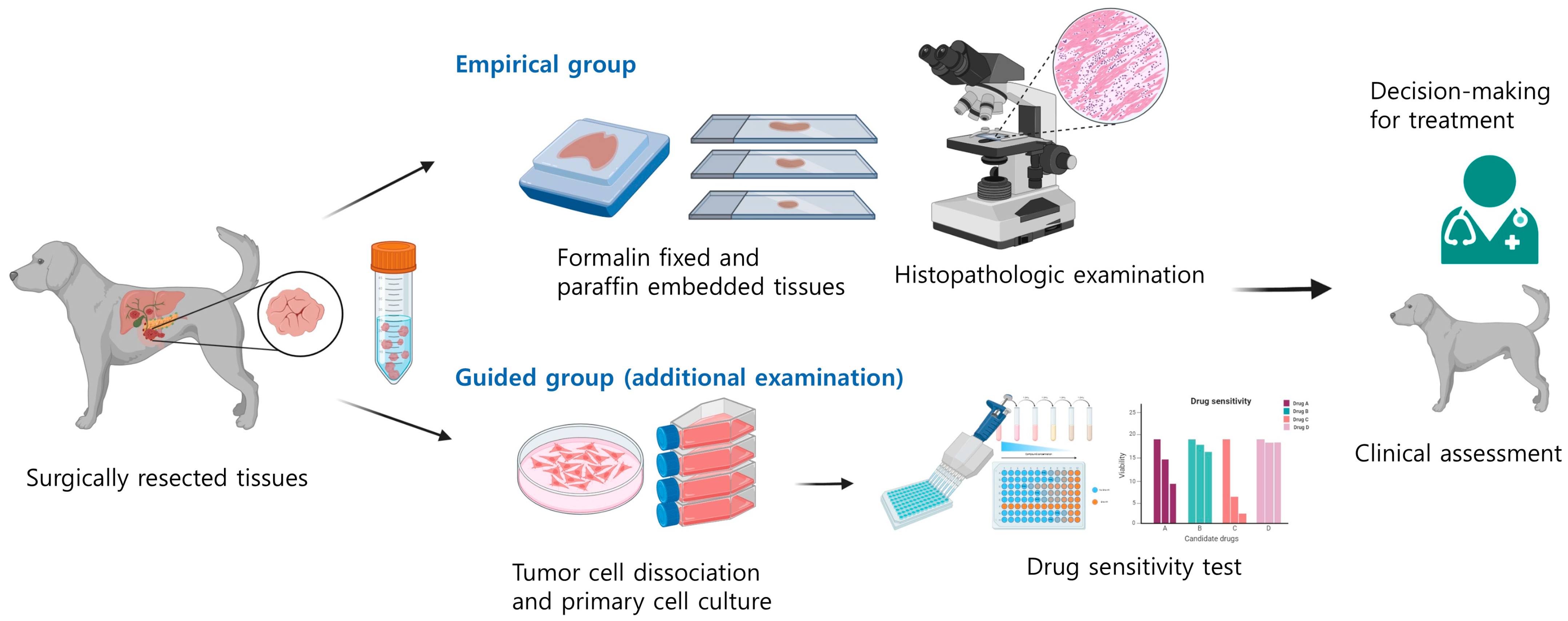 Animals 15 01146 g001