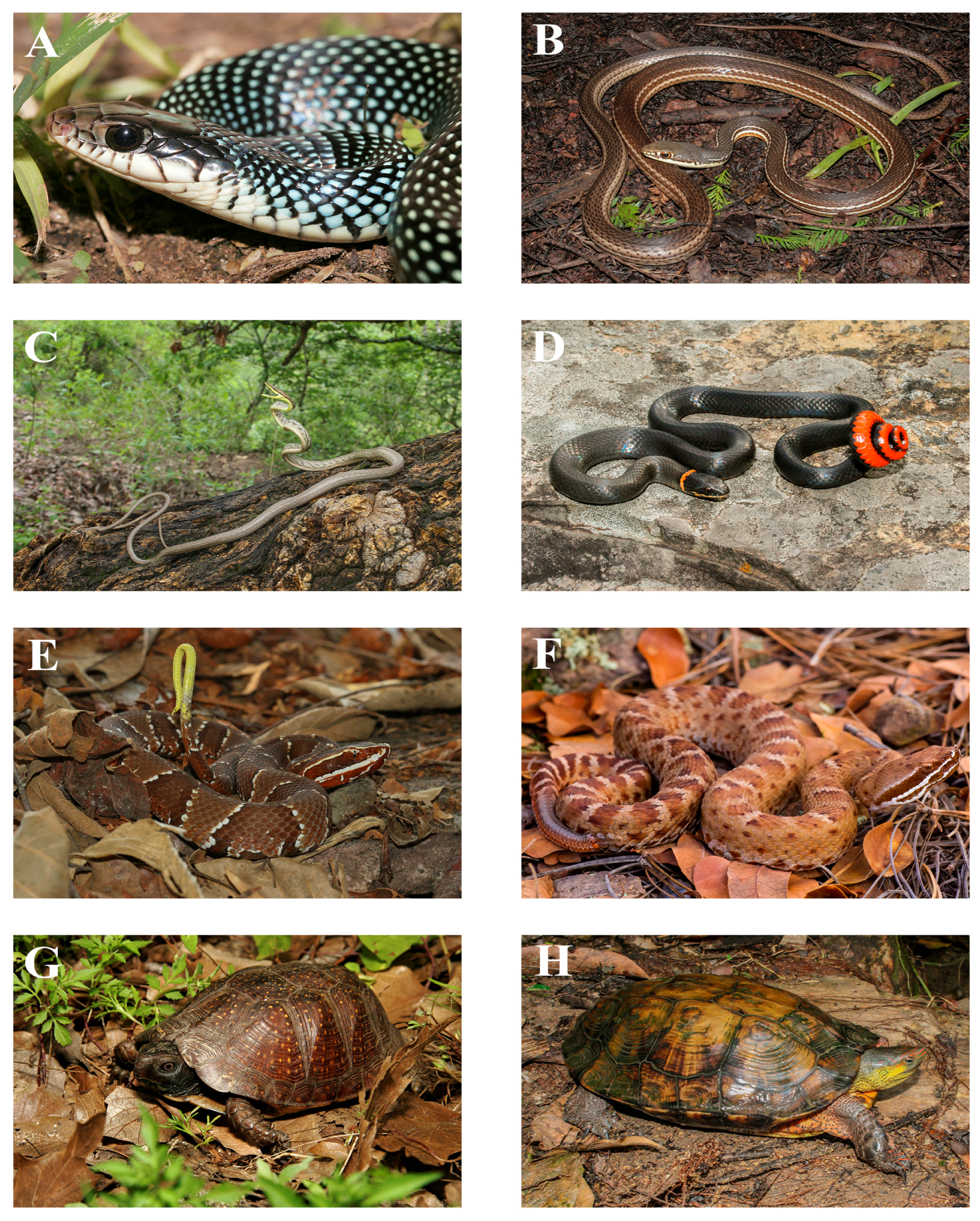 Animals 15 01278 g006