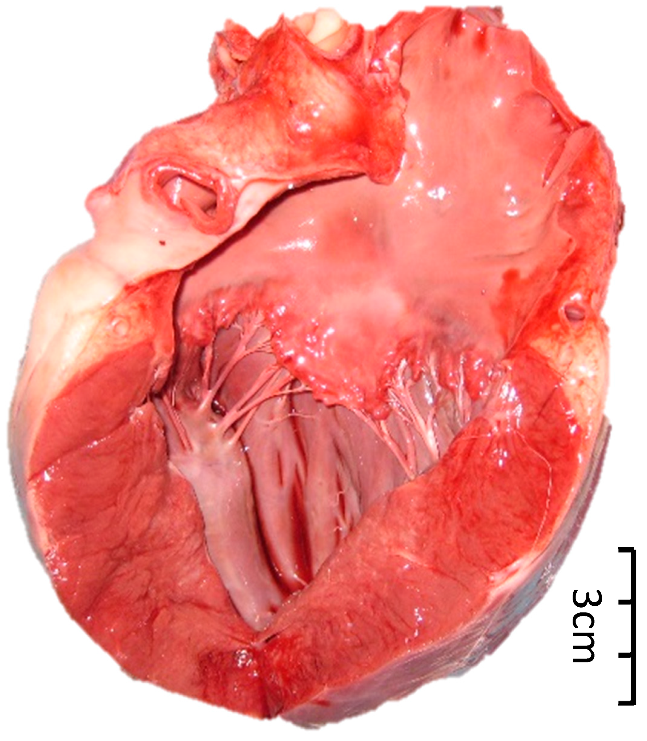 Animals 15 01940 g002