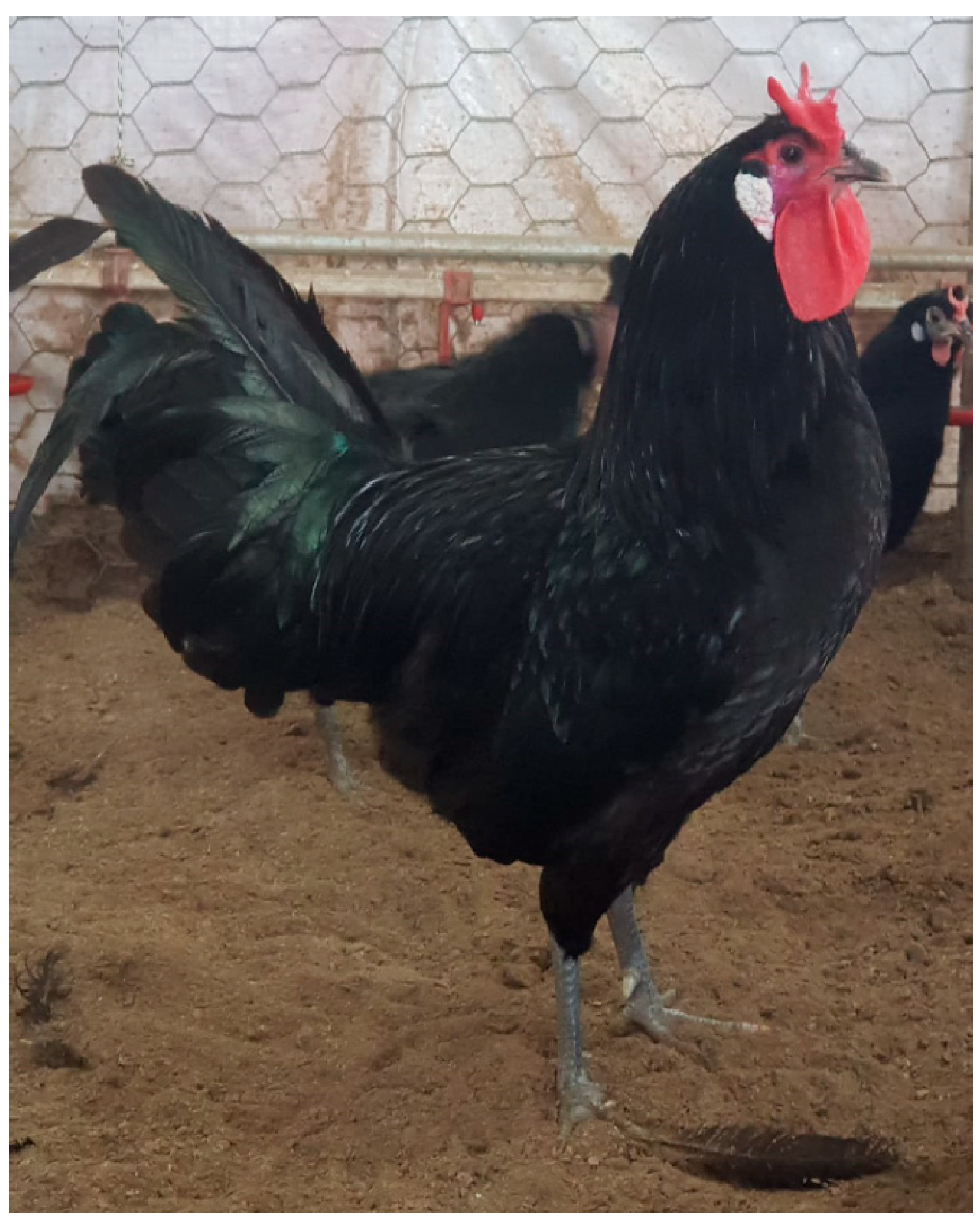 Animals 15 02347 g001 Animals 15 02347 g001