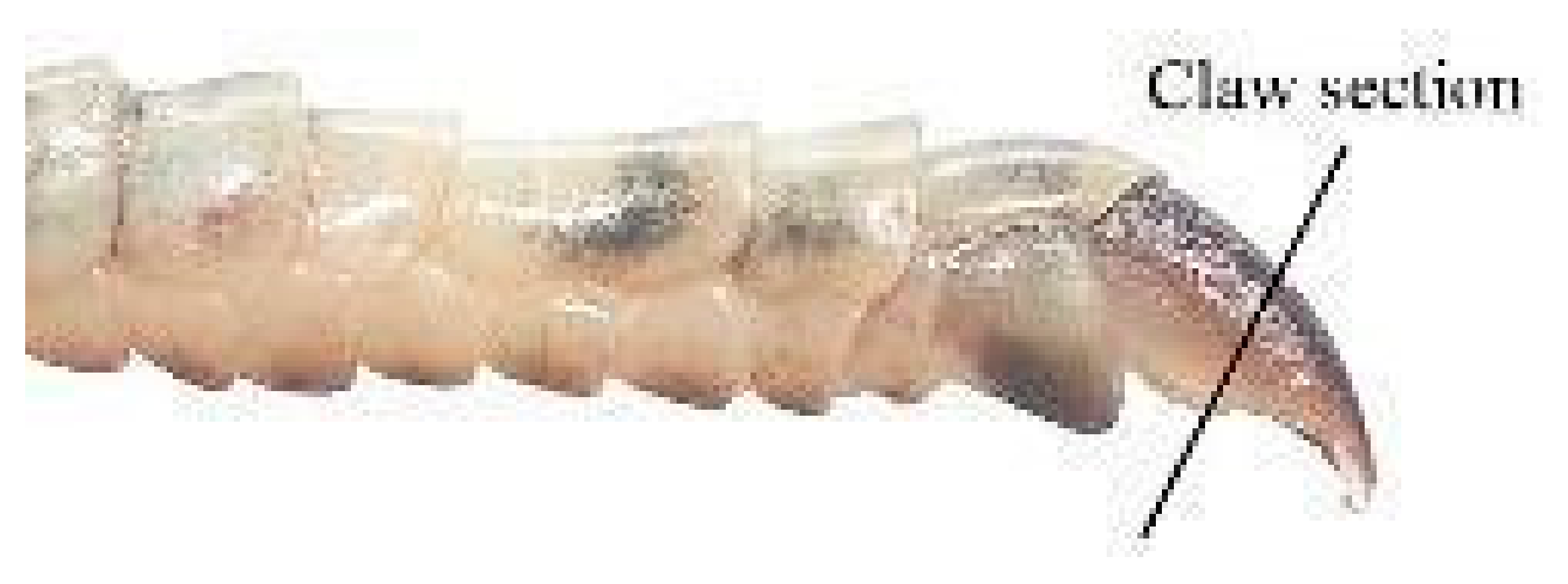 Animals 15 02722 i002 Animals 15 02722 i002