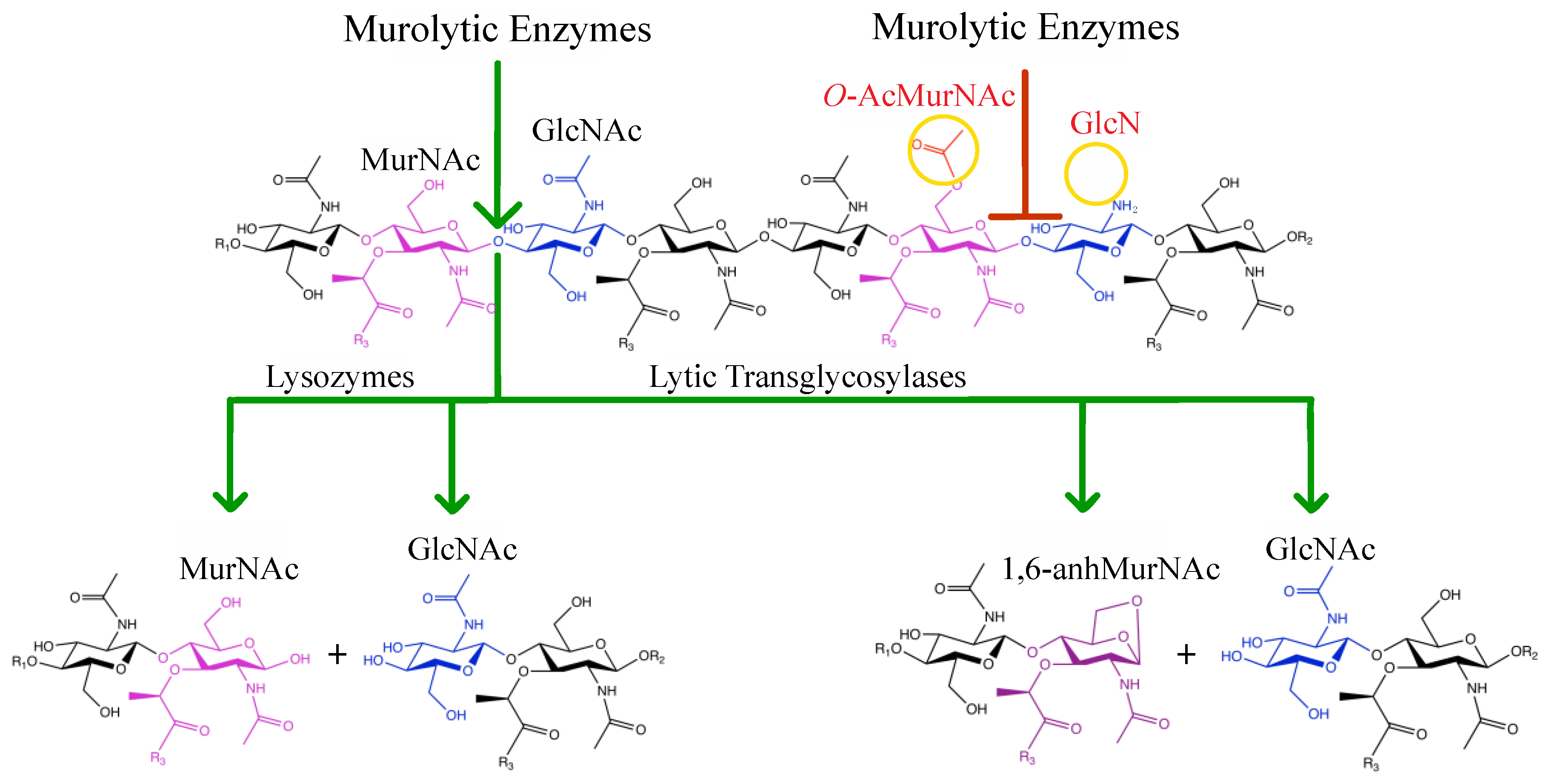 Лизоцим механизм действия. Лизоцим антимикробный механизм. Lysozyme Enzyme. Муреин и псевдомуреин. Действие лизоцима.