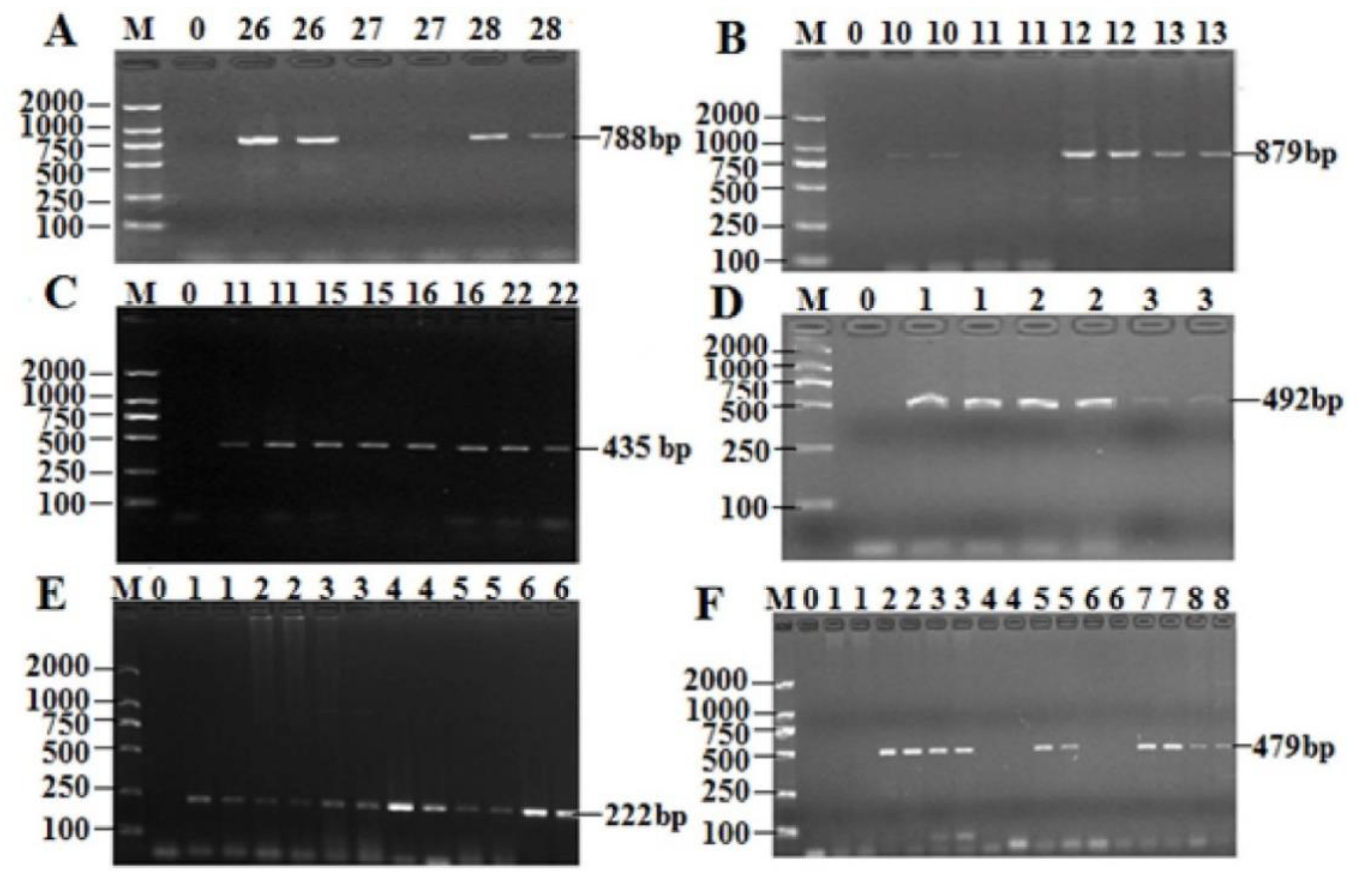 Antibiotics 08 00151 g005