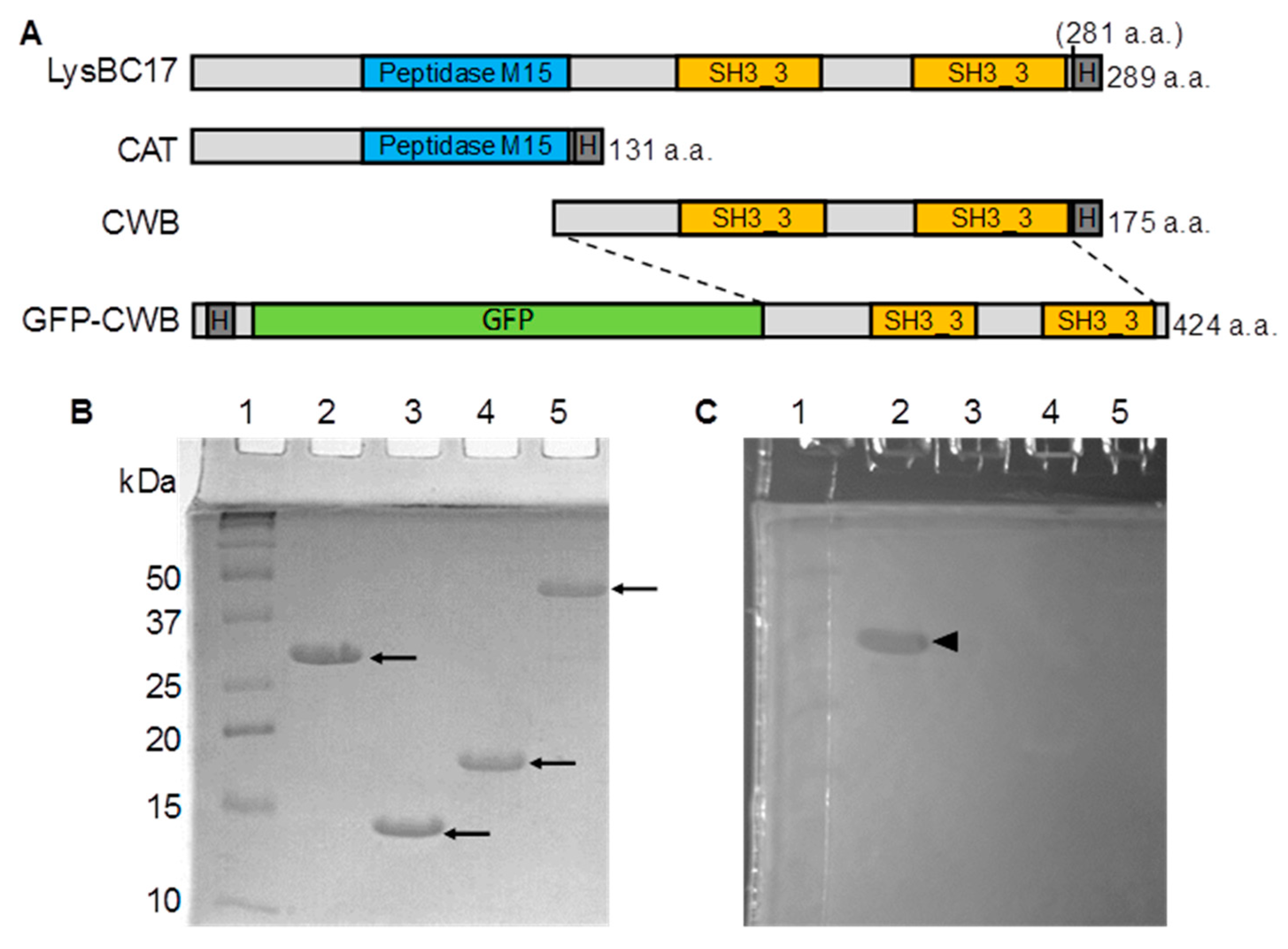 Antibiotics 08 00155 g001 Antibiotics 08 00155 g001