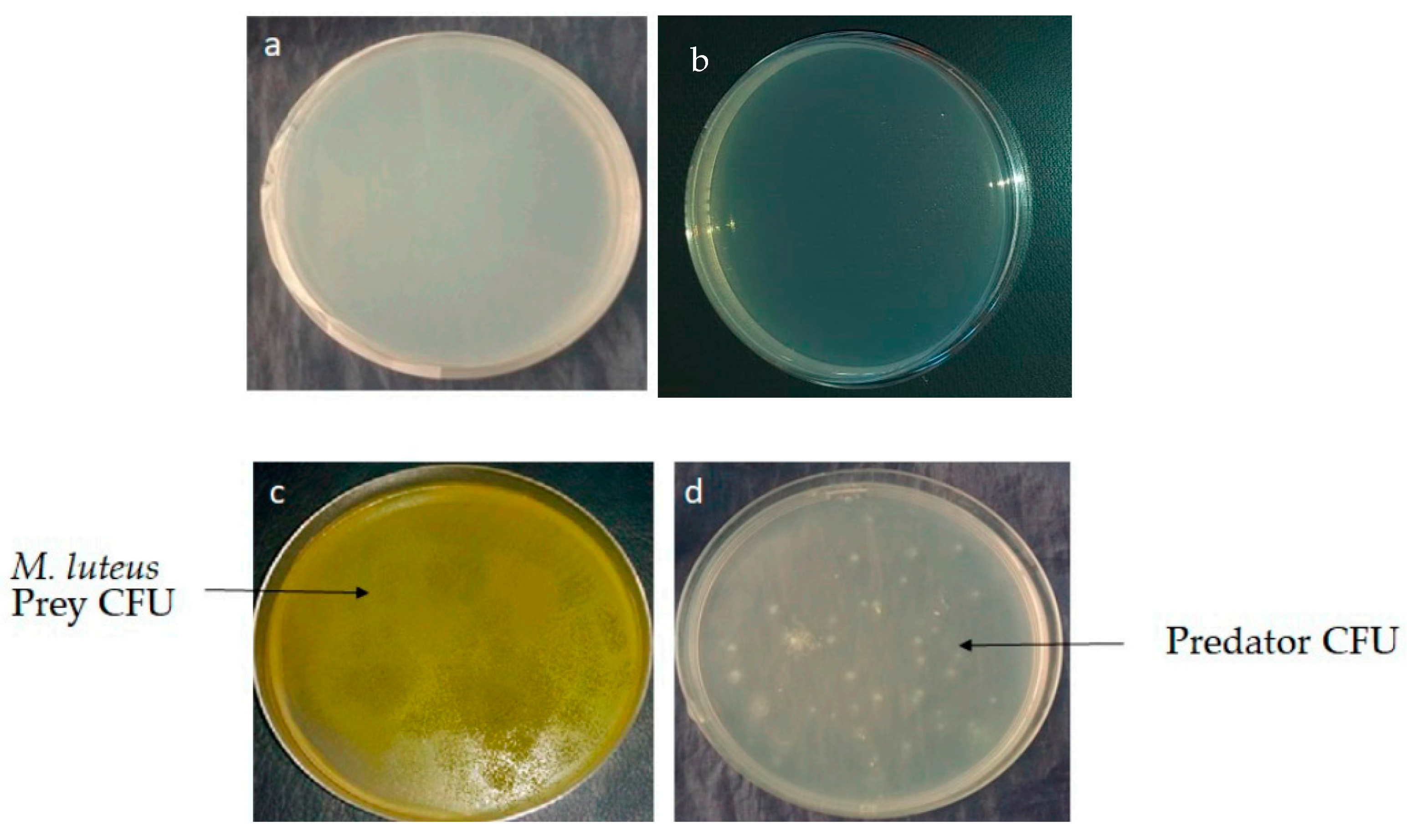 Antibiotics | Free Full-Text | Marine Actinobacteria: Screening for  Predation Leads to the Discovery of Potential New Drugs against  Multidrug-Resistant Bacteria | HTML