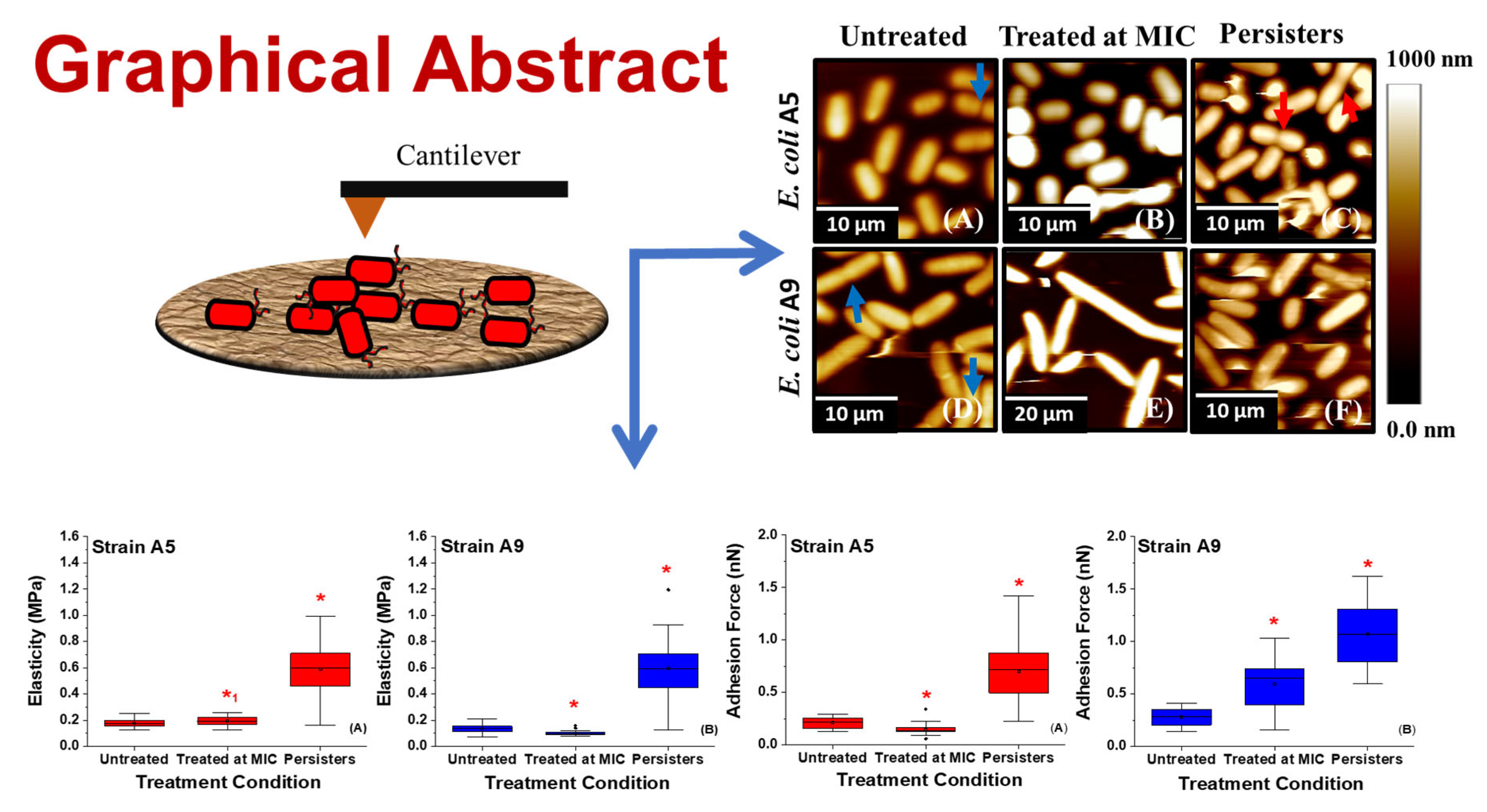 Antibiotics Free Full Text Variations In The Morphology Mechanics And Adhesion Of Persister And Resister E Coli Cells In Response To Ampicillin Afm Study