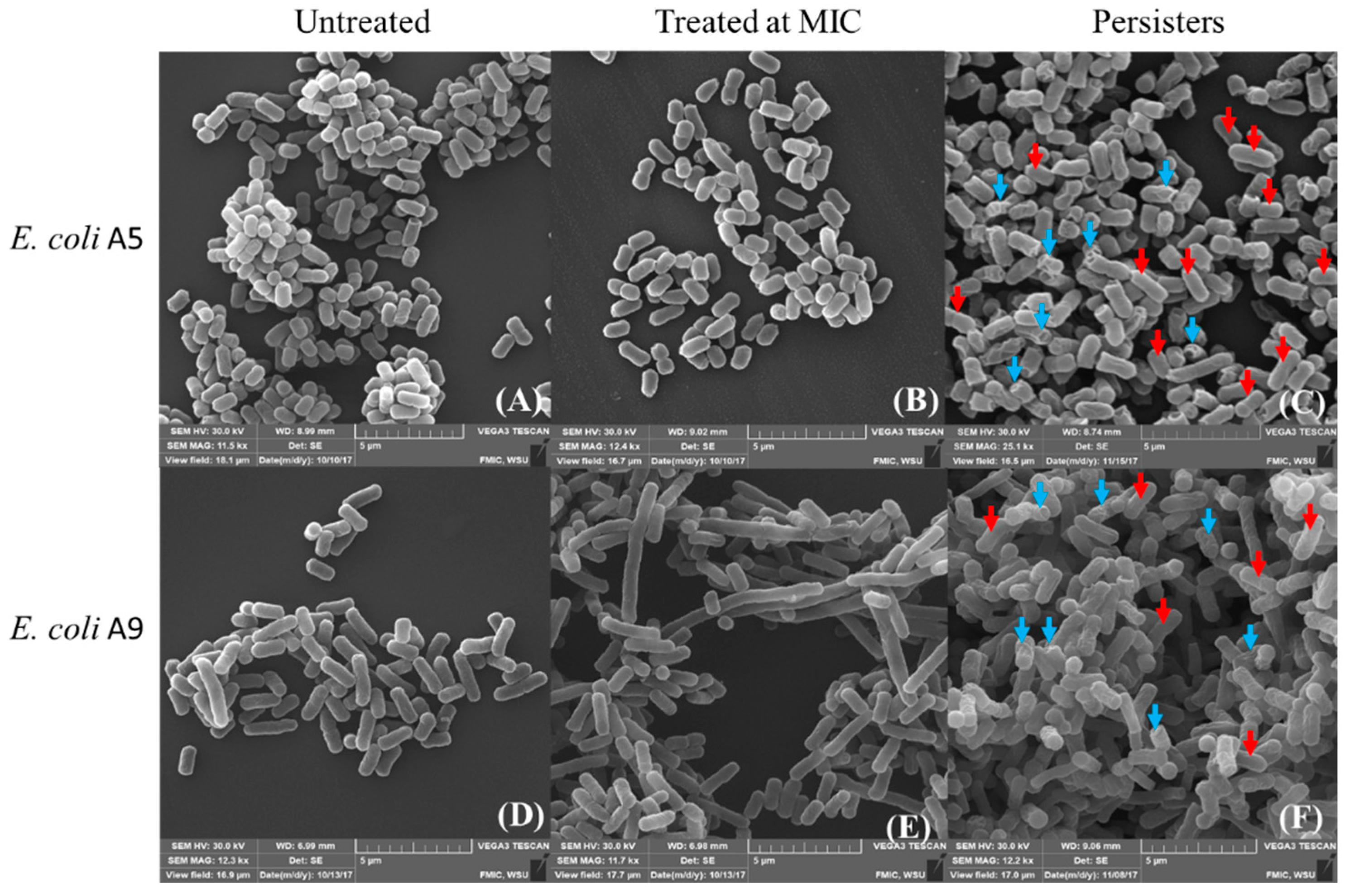 Antibiotics | Free Full-Text | Variations in the Morphology, Mechanics