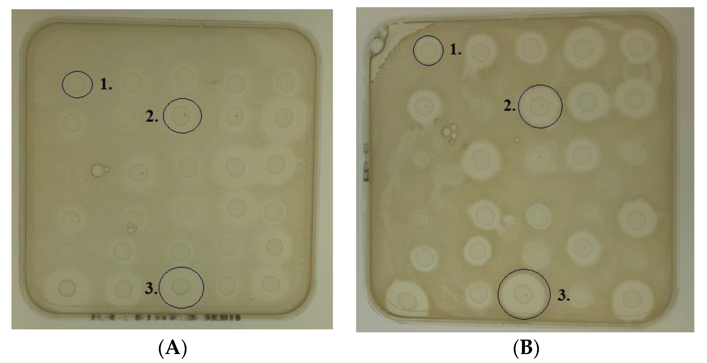 https://www.mdpi.com/antibiotics/antibiotics-09-00305/article_deploy/html/images/antibiotics-09-00305-g001.png