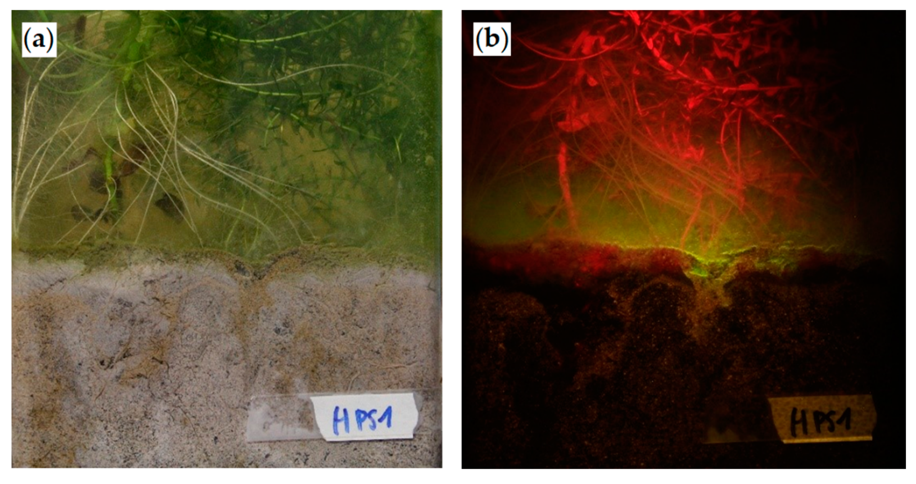 Antibiotics 09 00335 g003 Antibiotics 09 00335 g003