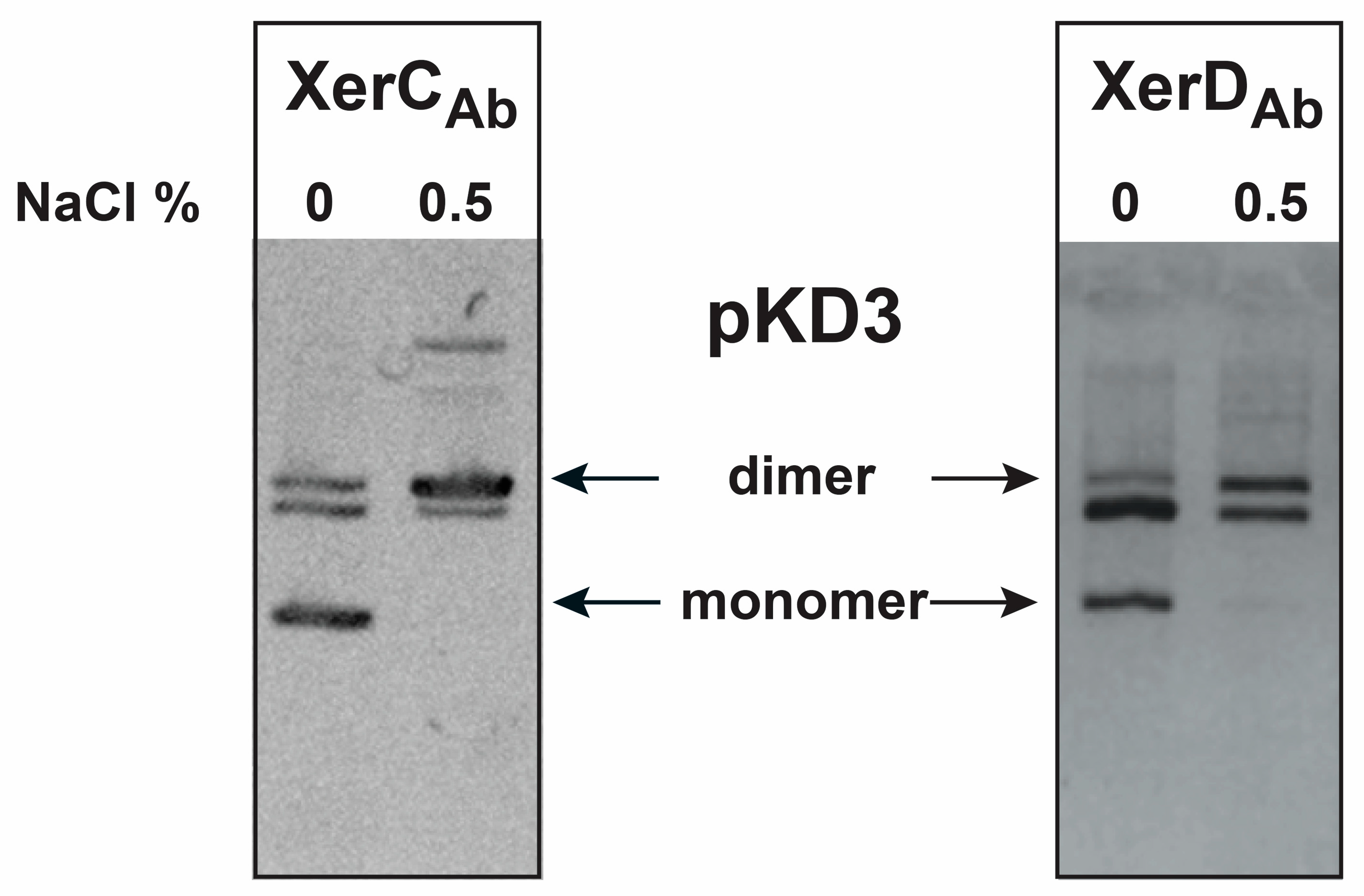 Model of exchange of the DNA region flanked by oriT and Xer