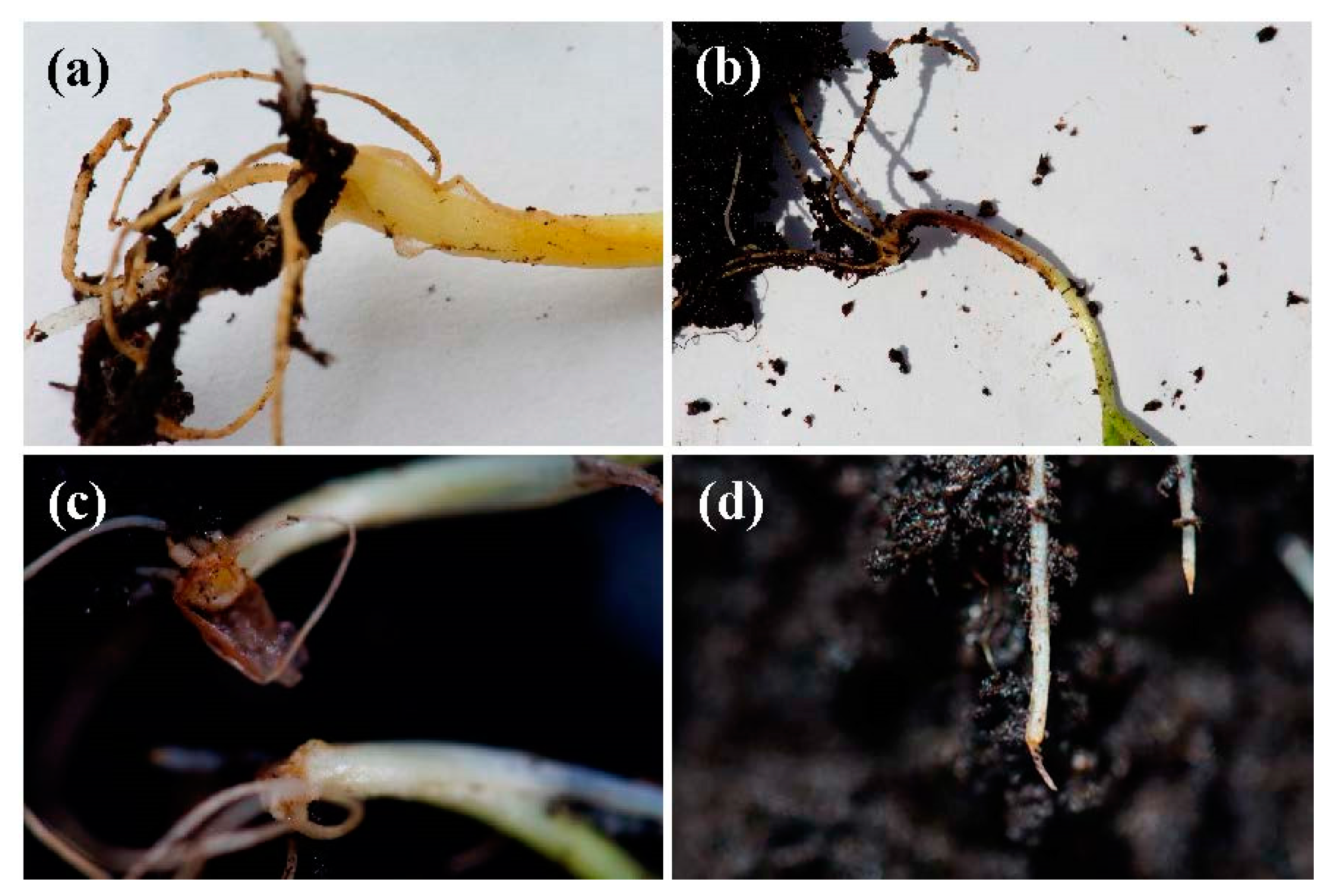 Antibiotics 09 00440 g005 Antibiotics 09 00440 g005