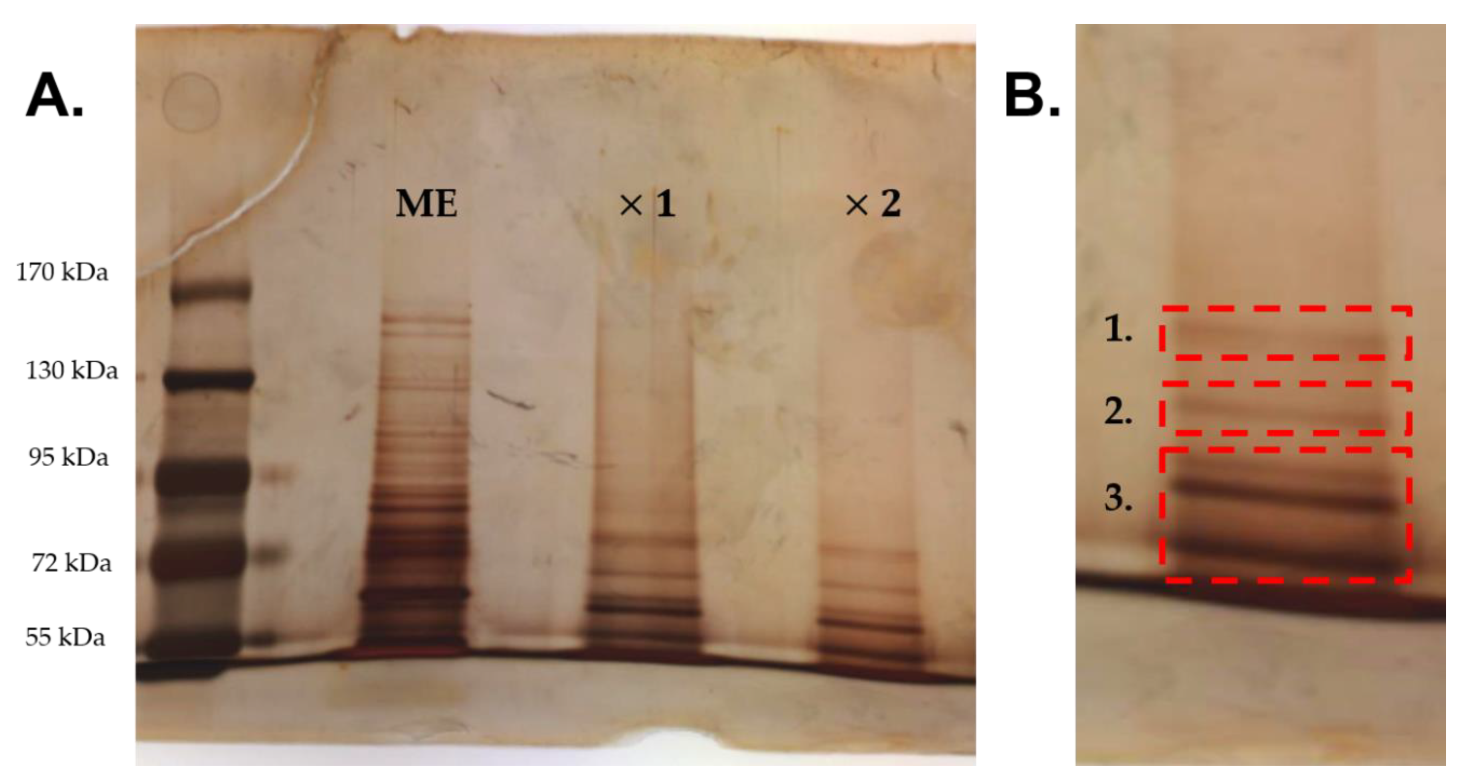 Antibiotics 09 00474 g006