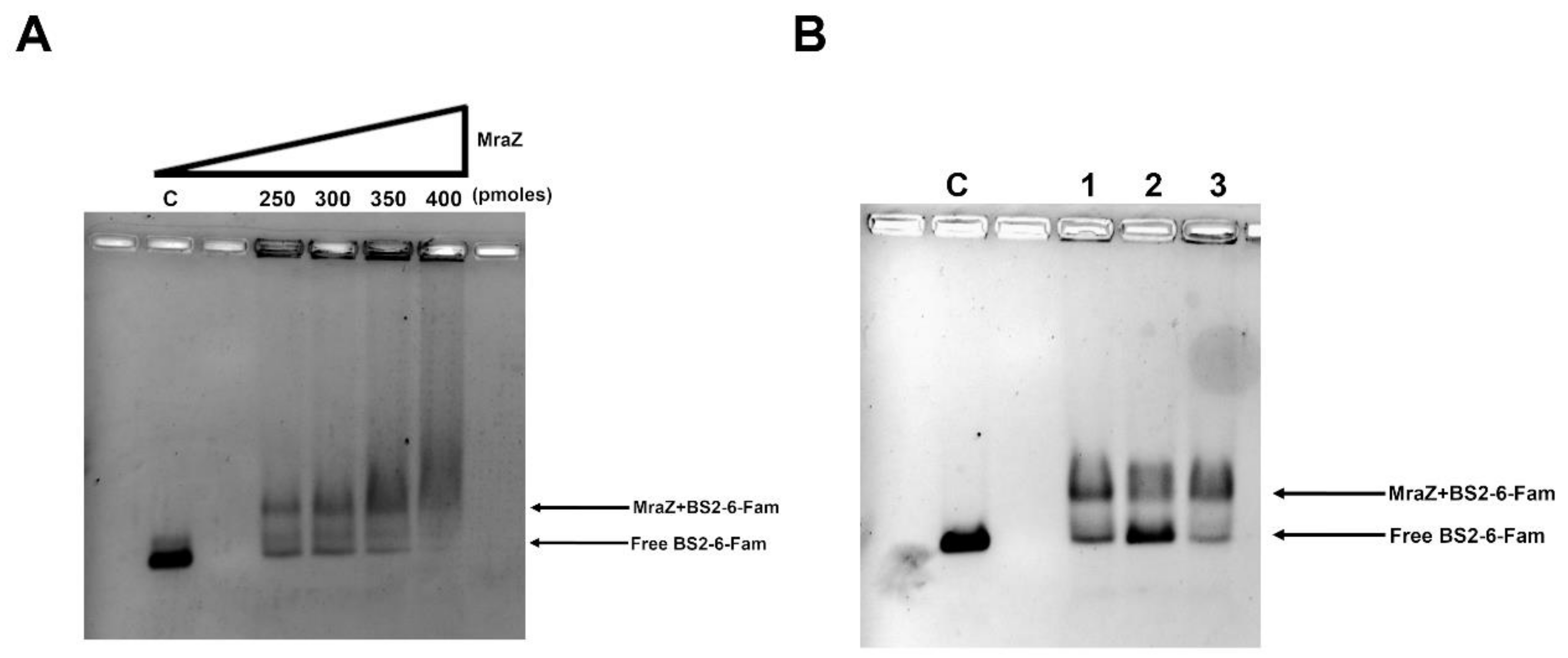 Antibiotics 09 00841 g004 Antibiotics 09 00841 g004