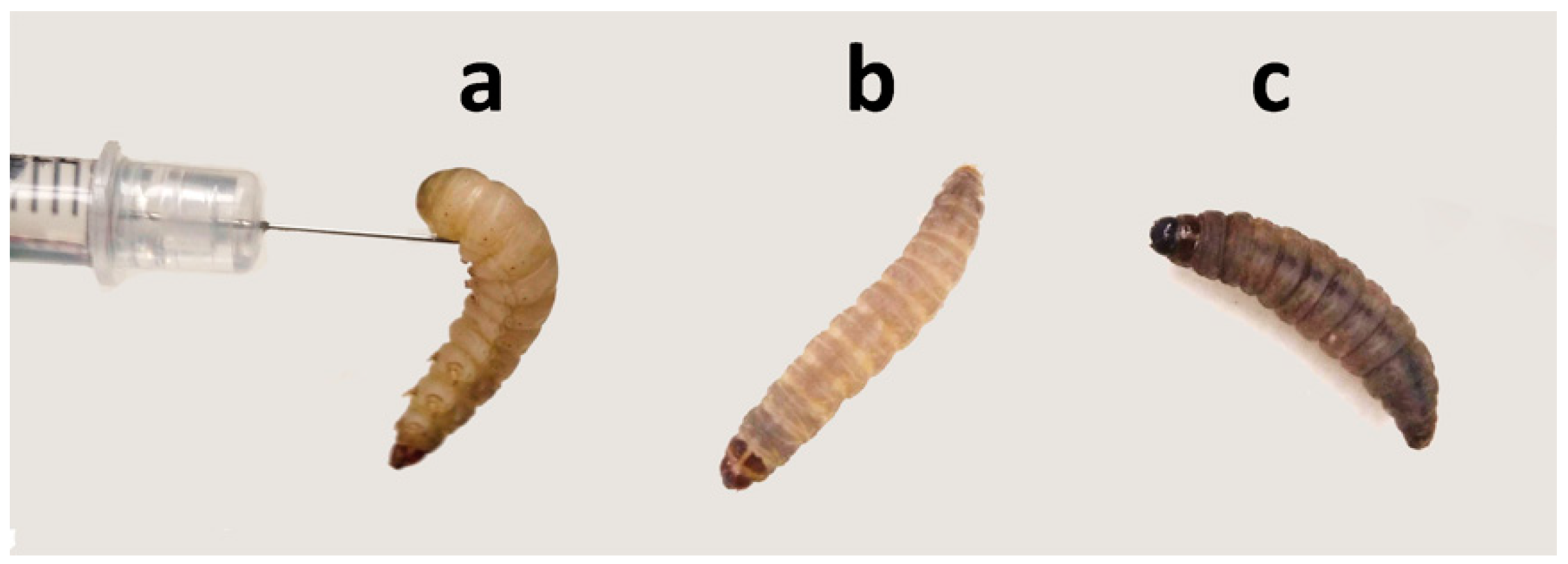 Antibiotics 10 00056 g001