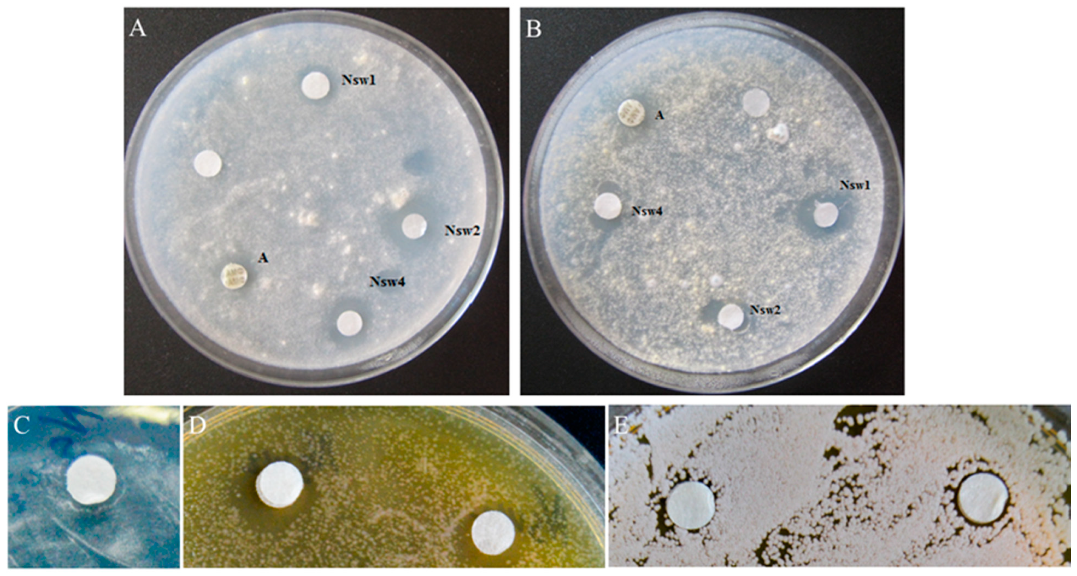 Antibiotics 10 00166 g003