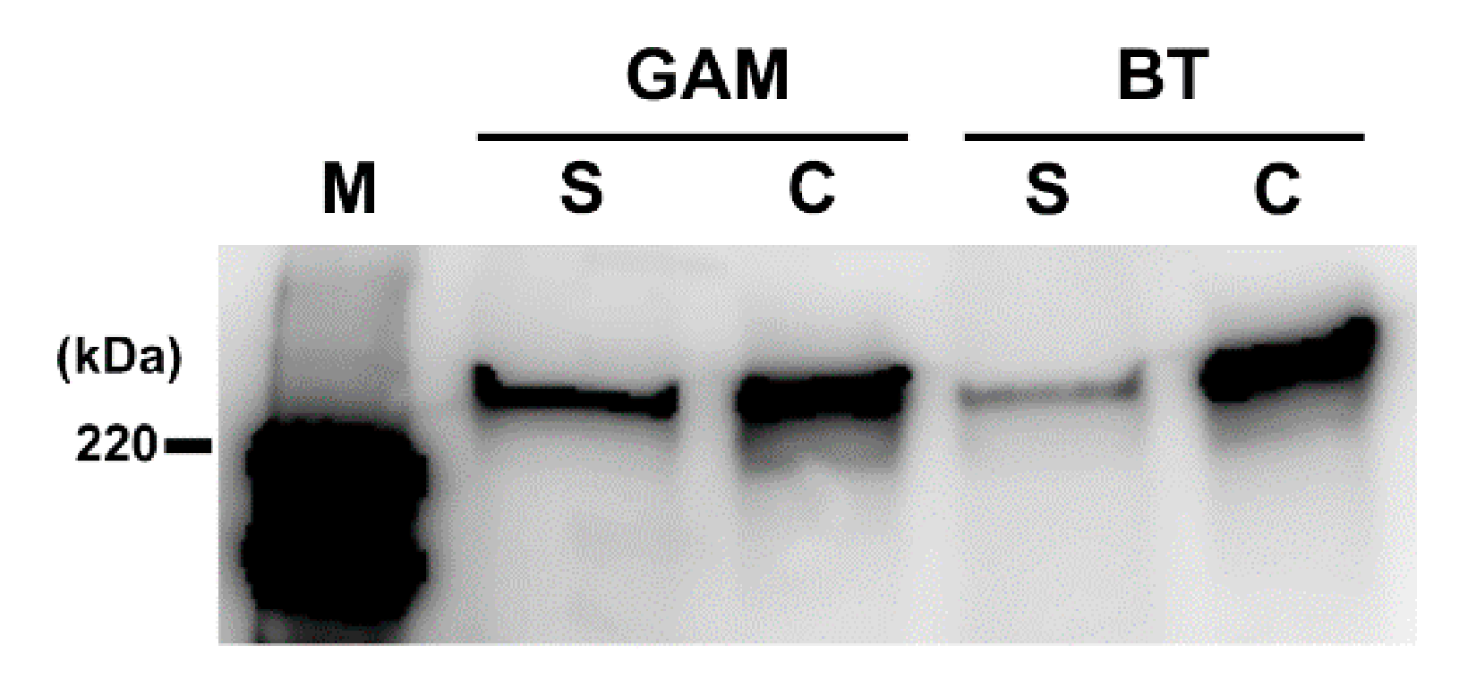 Antibiotics 10 00187 g006 Antibiotics 10 00187 g006