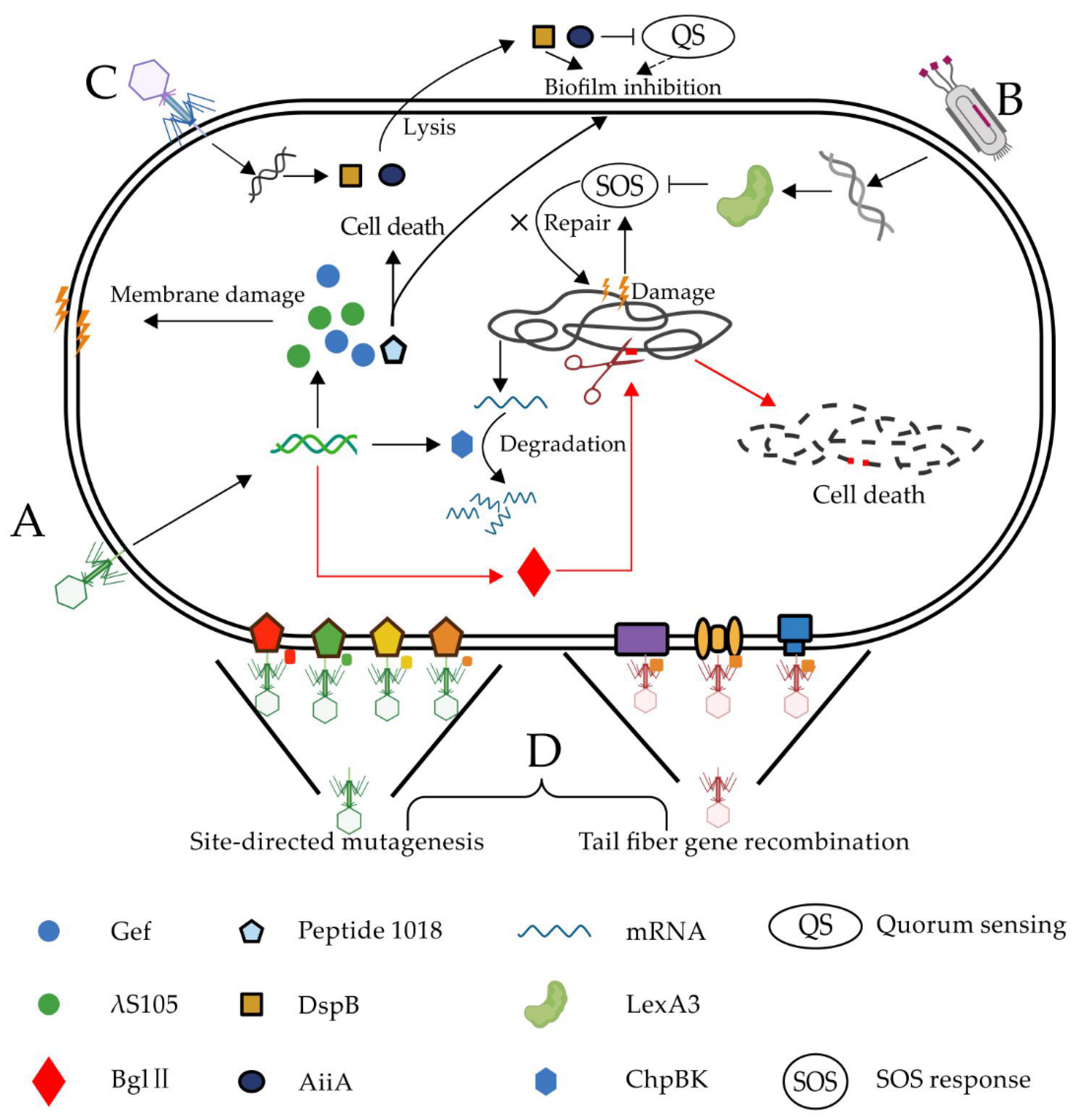 Antibiotics 10 00202 g001