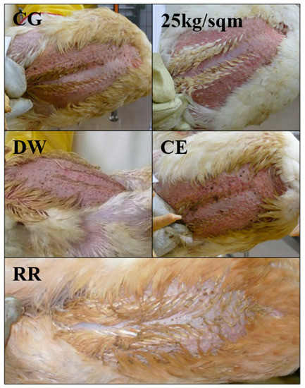 Breast Blisters in Poultry - Poultry - Merck Veterinary Manual