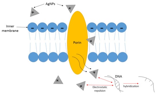 https://www.mdpi.com/antibiotics/antibiotics-10-00229/article_deploy/html/images/antibiotics-10-00229-g004-550.jpg