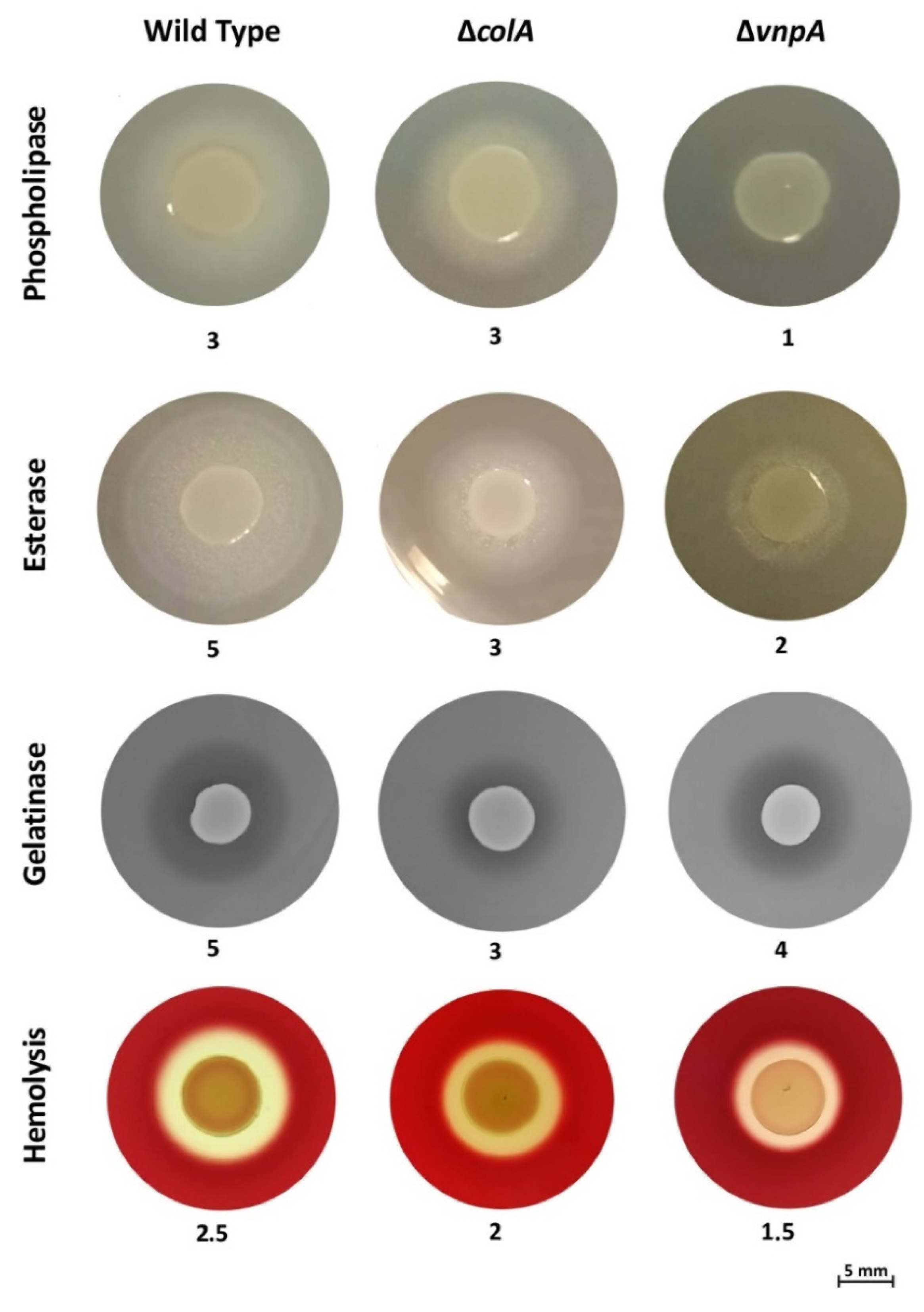 Antibiotics 10 00391 g002 Antibiotics 10 00391 g002