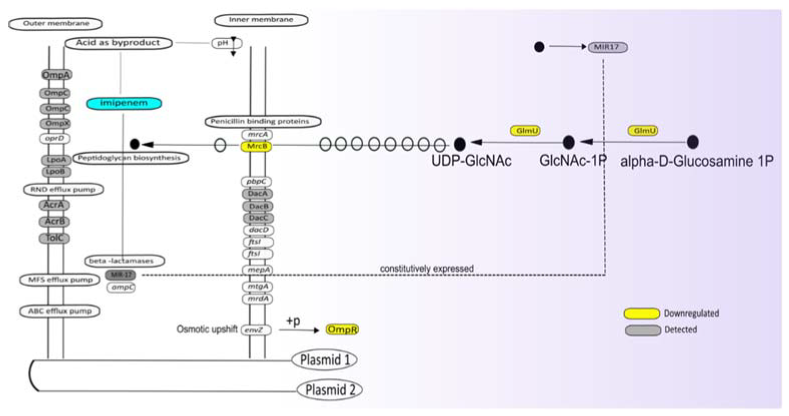 Antibiotics 10 00501 g005