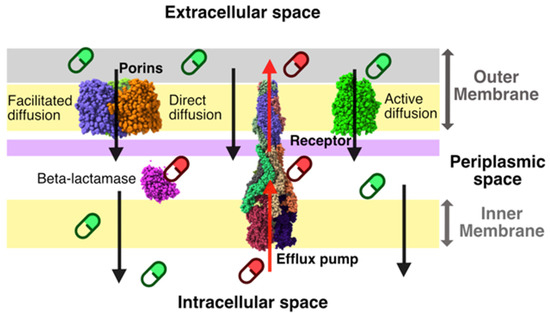 Antibiotics | Free Full-Text | The Influence of Permeability through ...