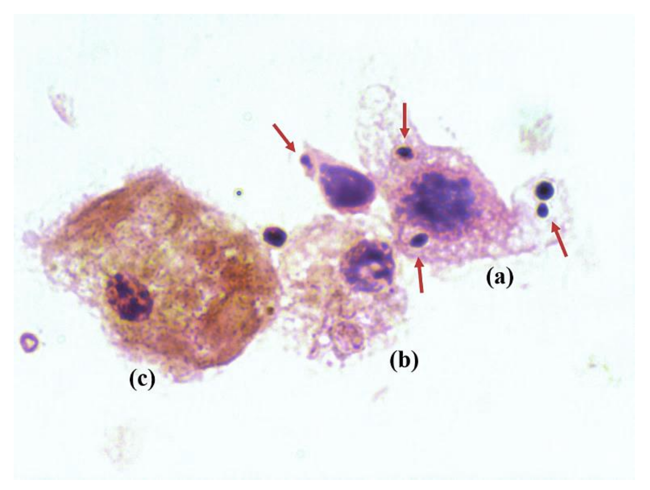 Antibiotics 10 00711 g004