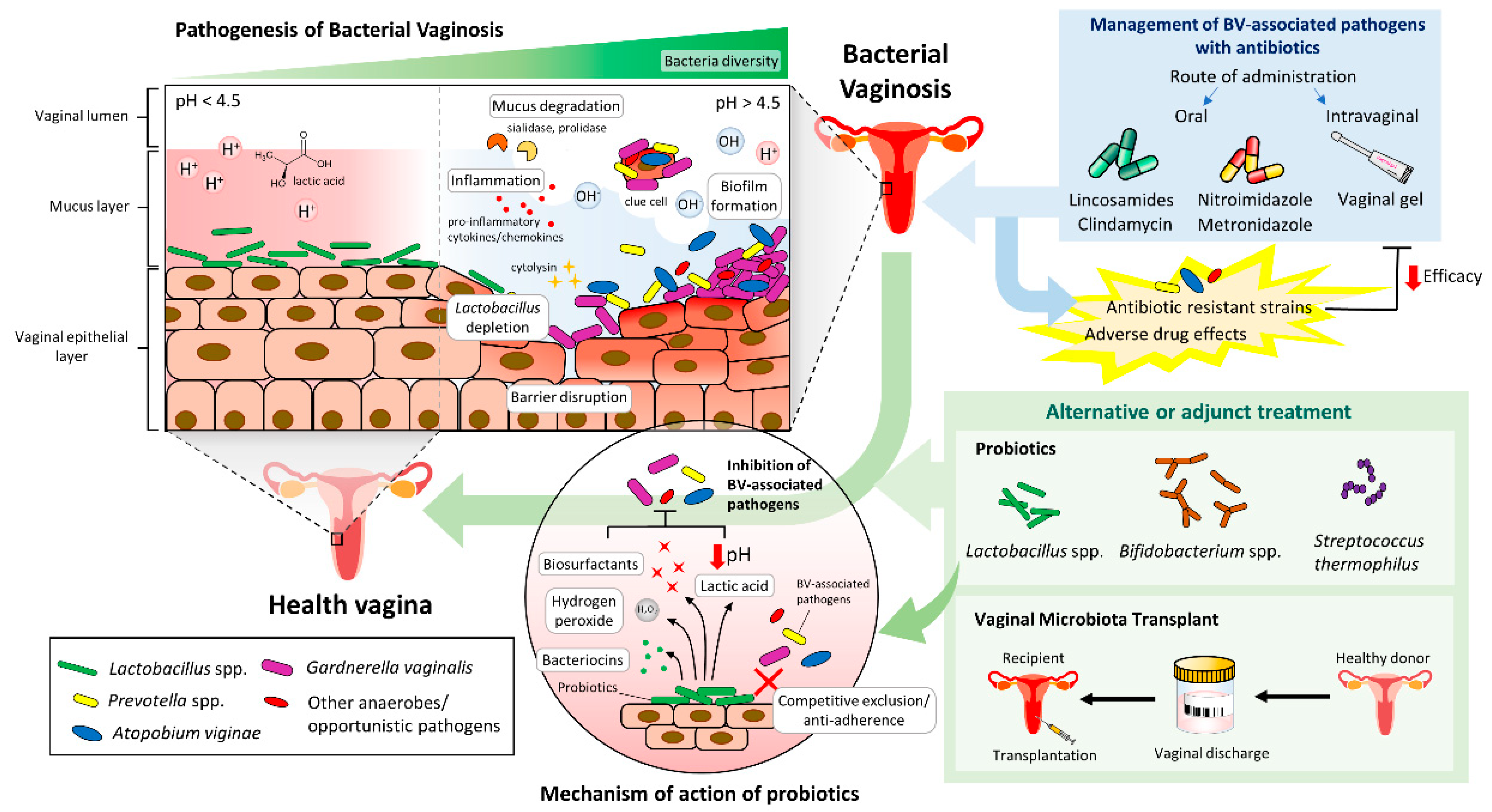 Antibiotics | Free Full-Text | Finding a Balance in the Vaginal Microbiome:  How Do We Treat and Prevent the Occurrence of Bacterial Vaginosis?