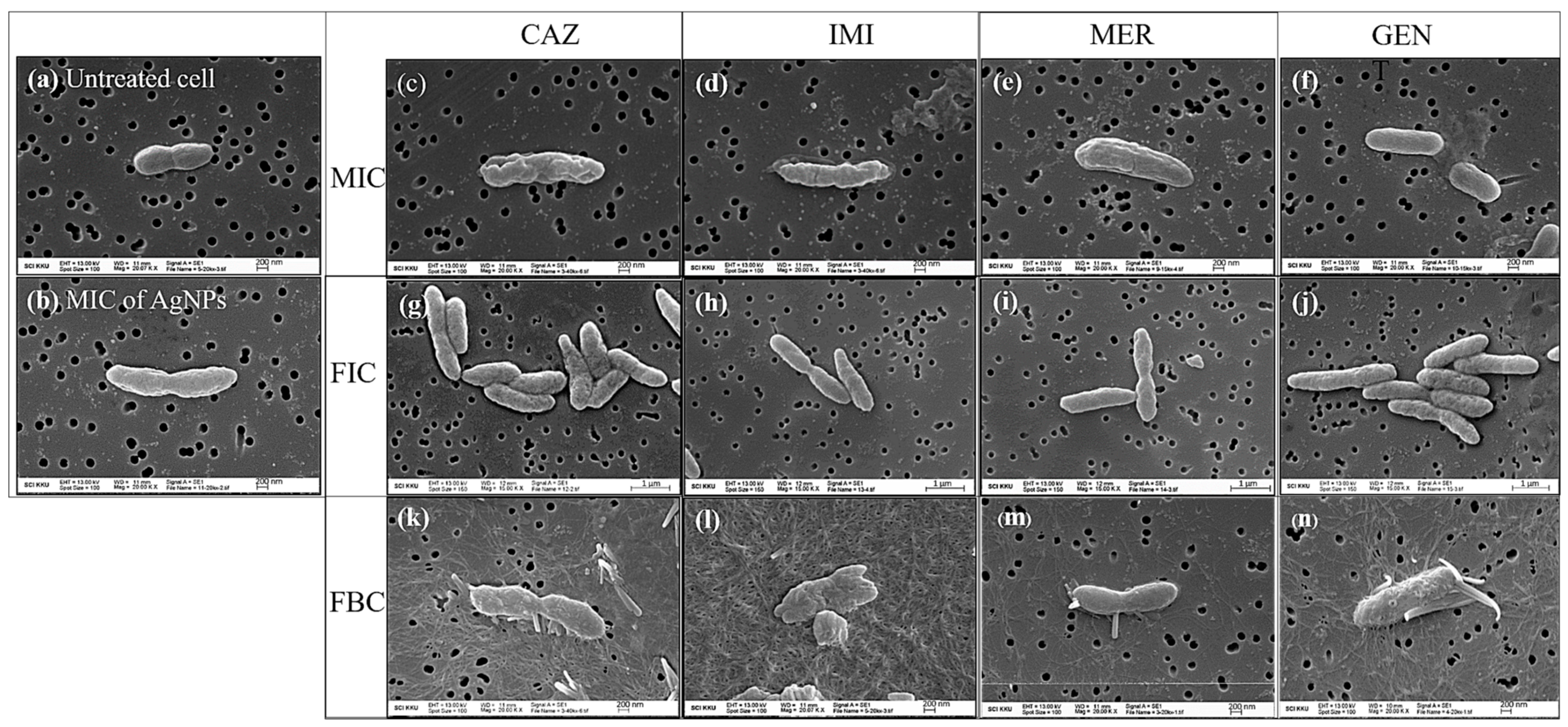 Antibiotics 10 00839 g005 Antibiotics 10 00839 g005