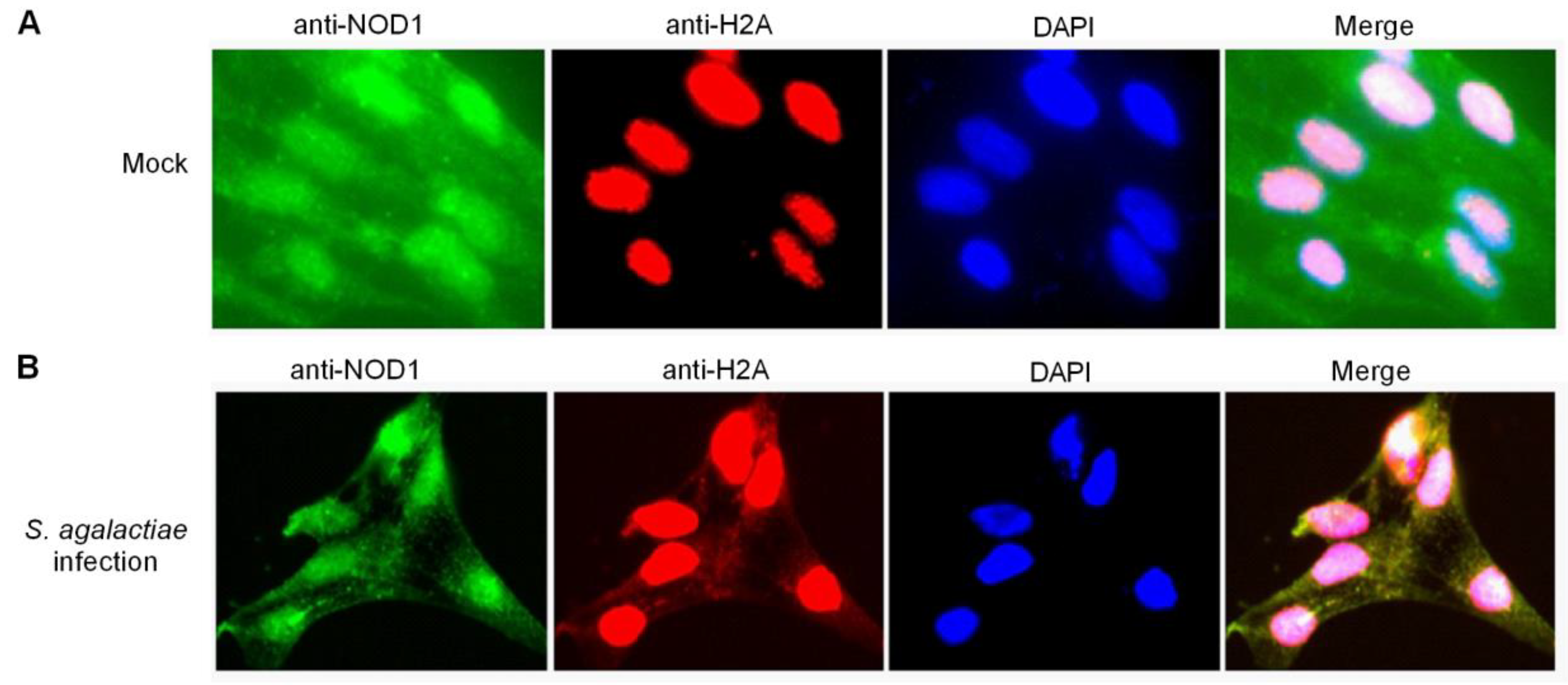 Antibiotics 10 00861 g007