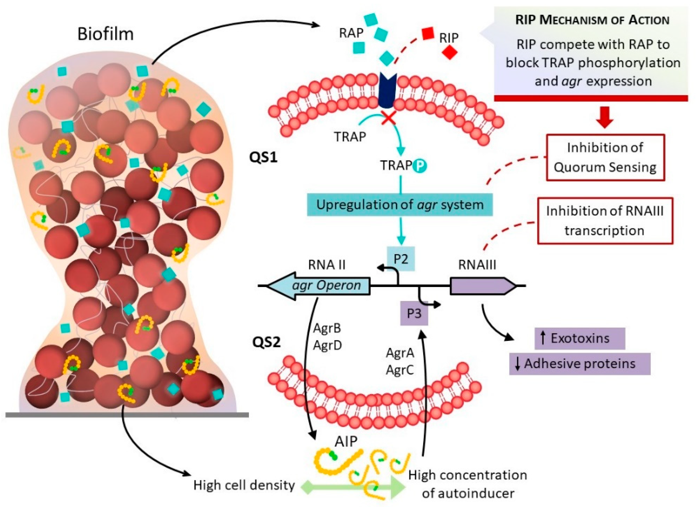 Biofilm-Associated Agr and Sar Quorum Sensing Systems of Staphylococcus  aureus Are Inhibited by 3-Hydroxybenzoic Acid Derived from Illicium verum