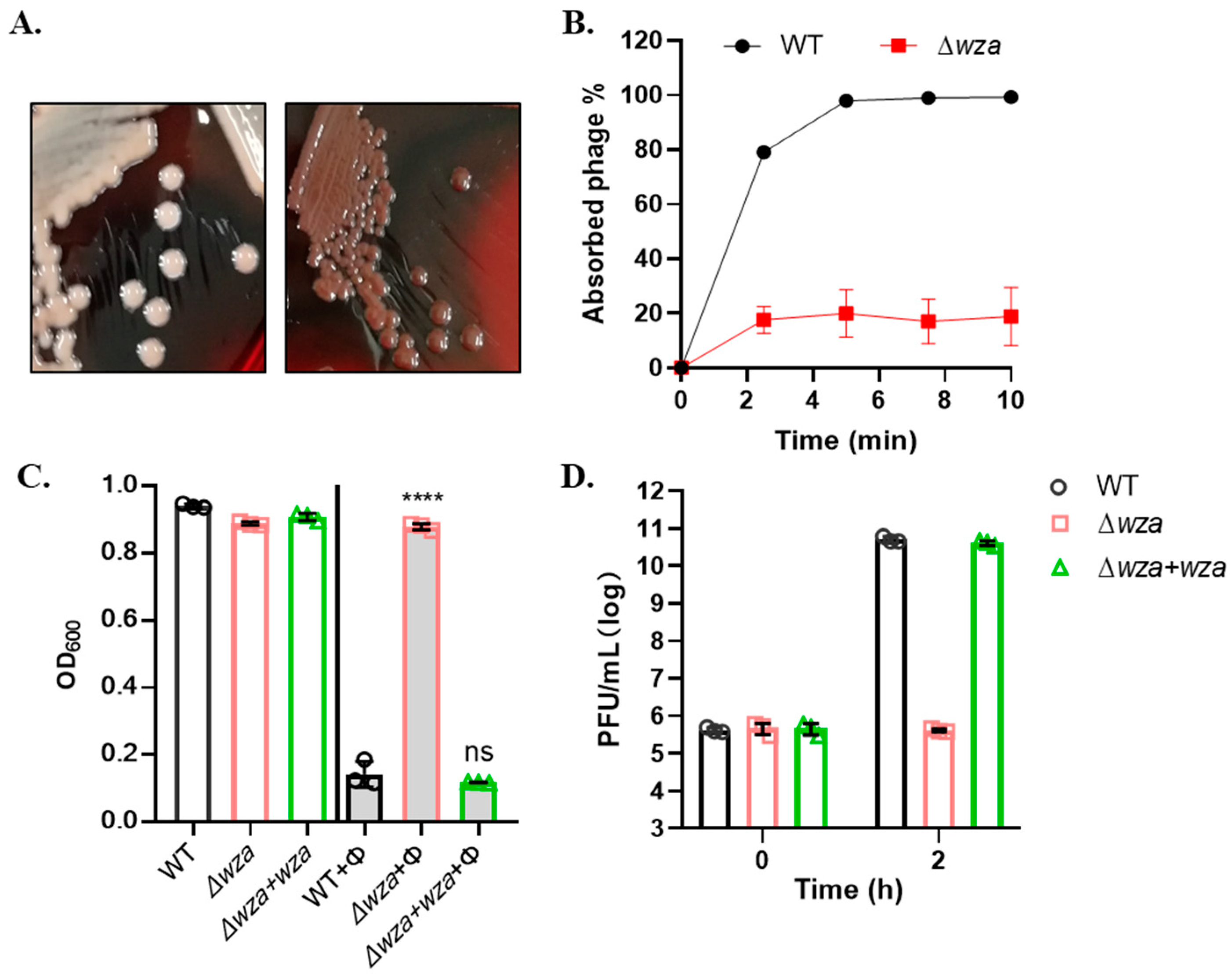 Antibiotics 10 00894 g003