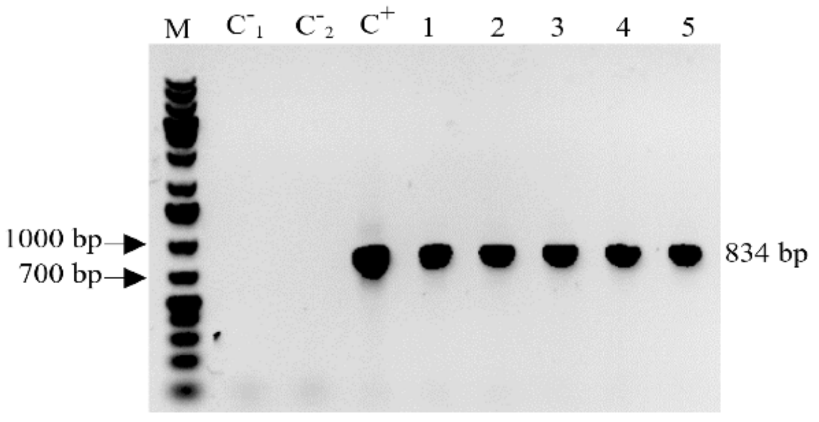 Antibiotics | Free Full-Text | Long-Lasting Stable Expression of Human ...