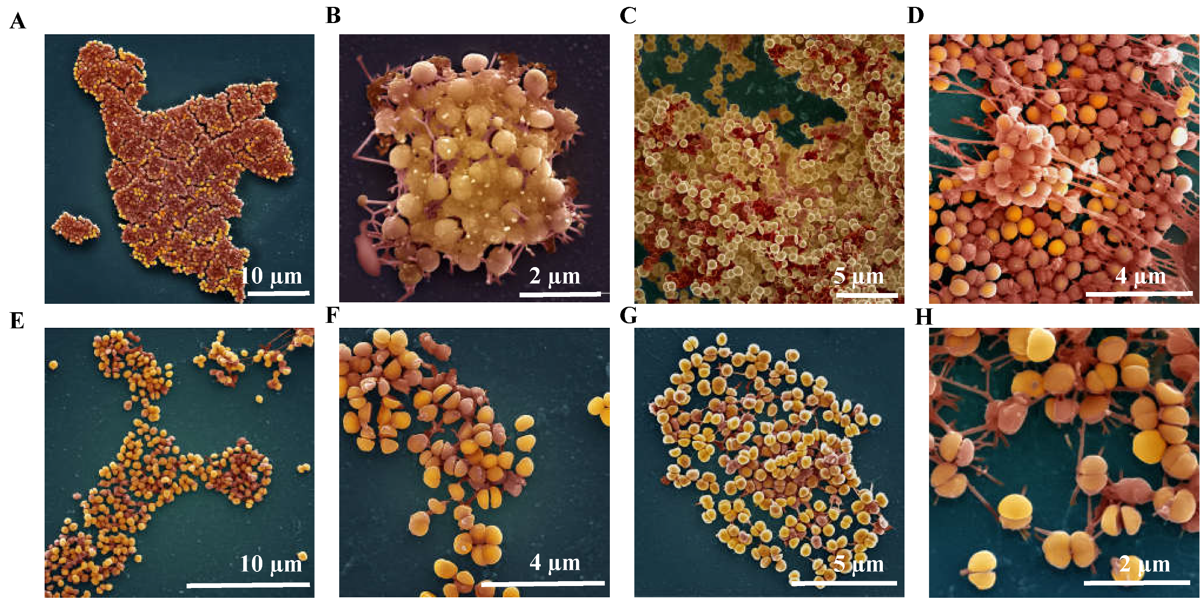 Antibiotics 10 00925 g003