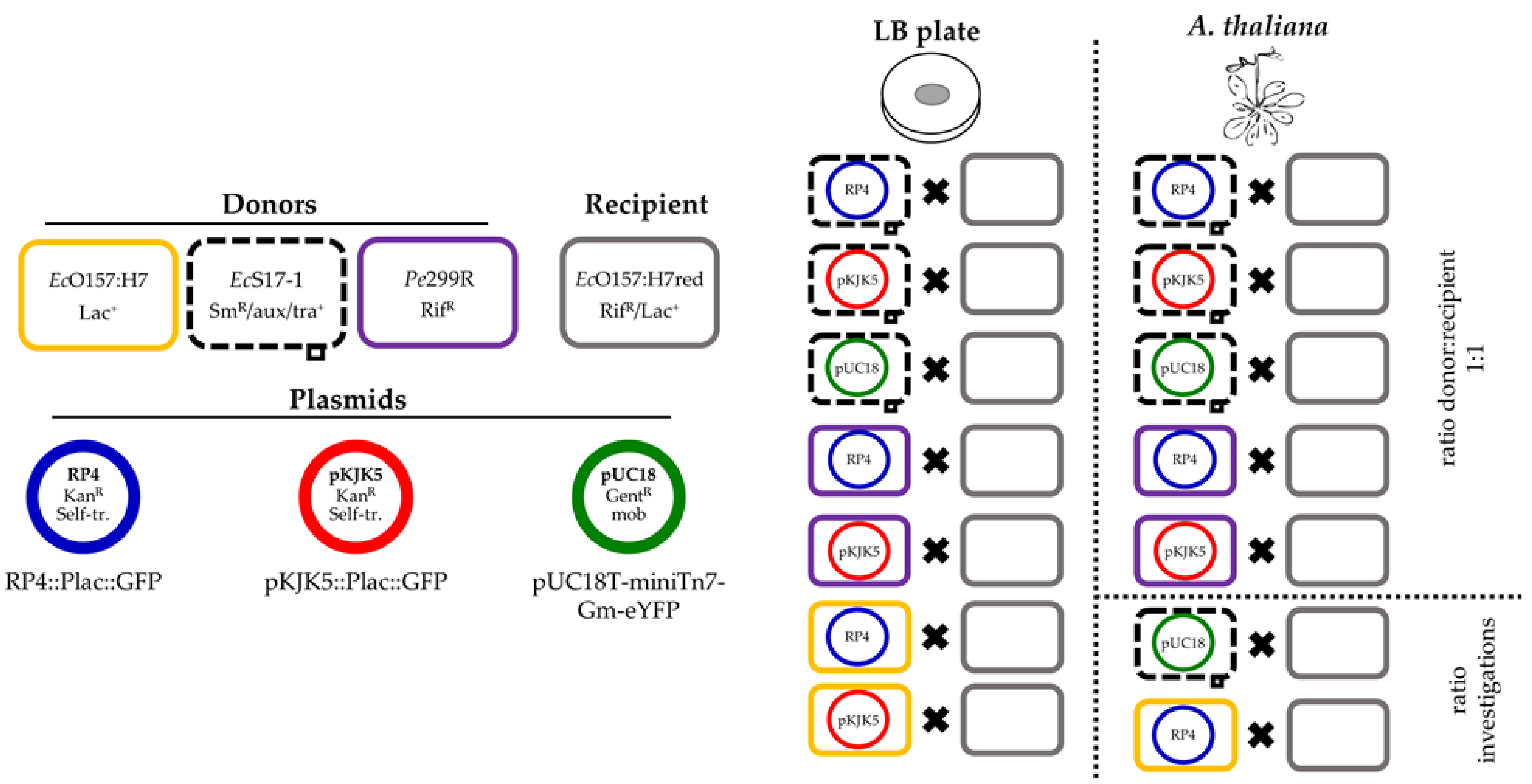 Antibiotics 10 00928 g001