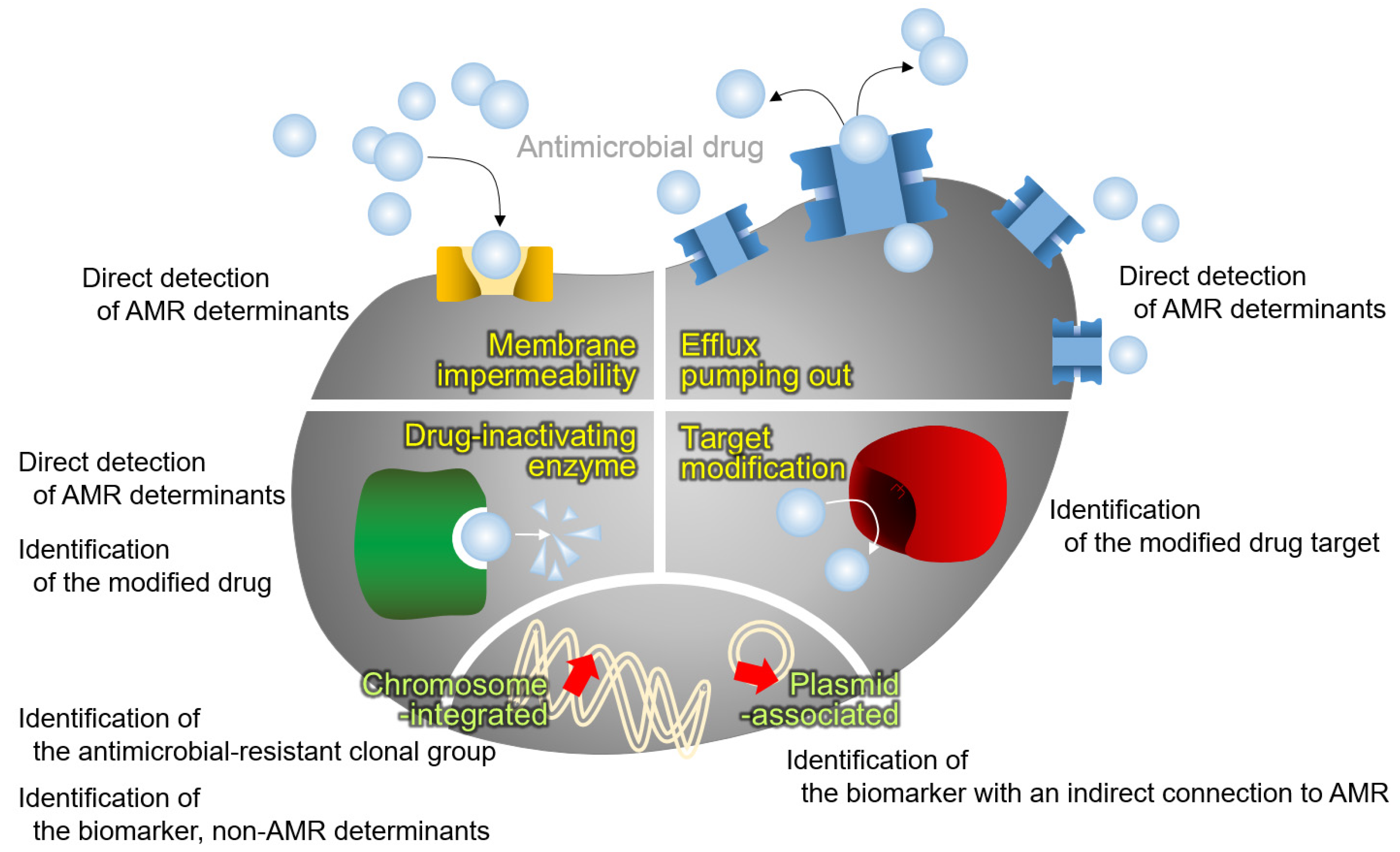 Antibiotics 10 00982 g002 Antibiotics 10 00982 g002