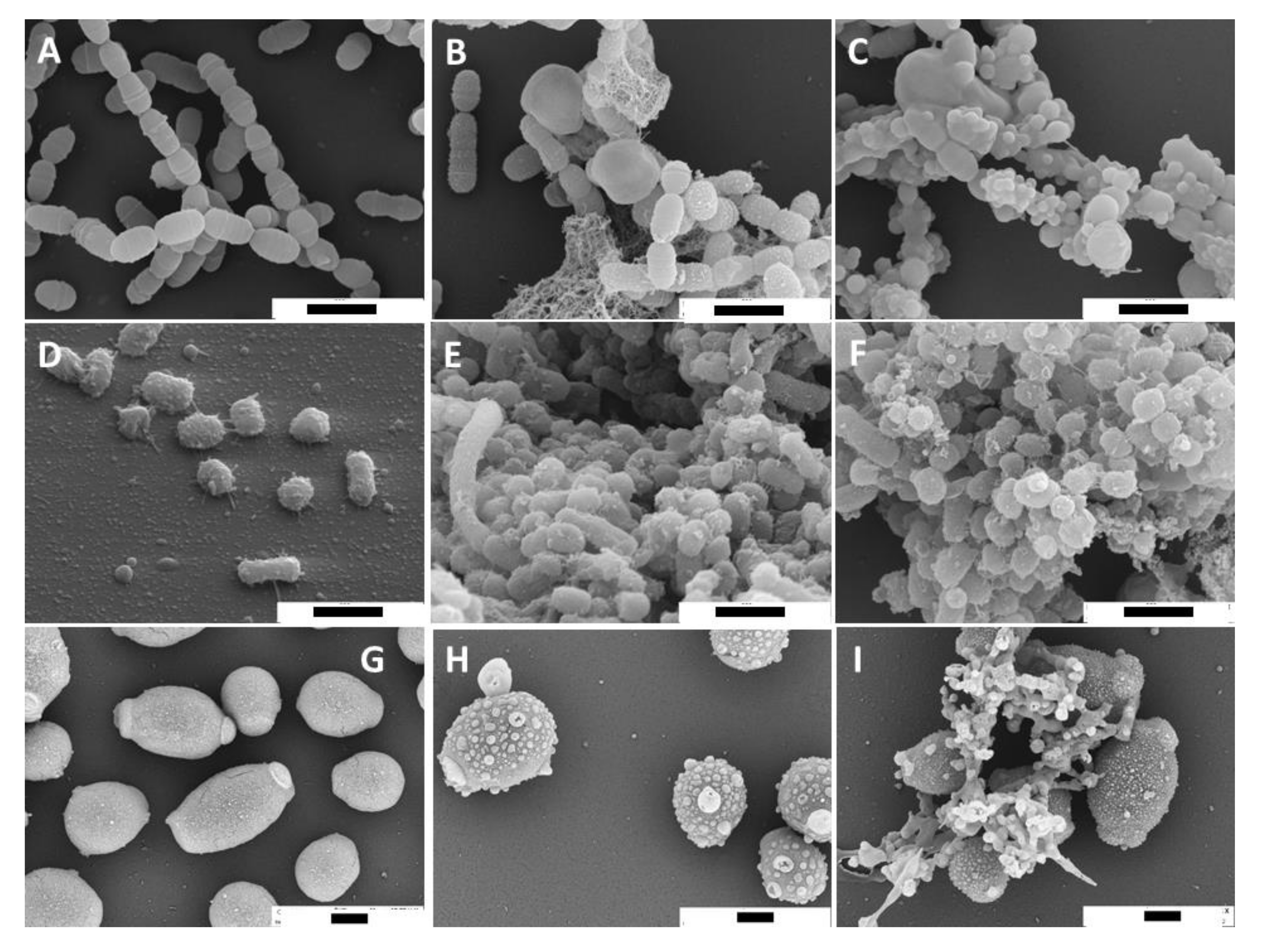 Antibiotics | Free Full-Text | In Vitro Activity of Propolis on Oral  Microorganisms and Biofilms