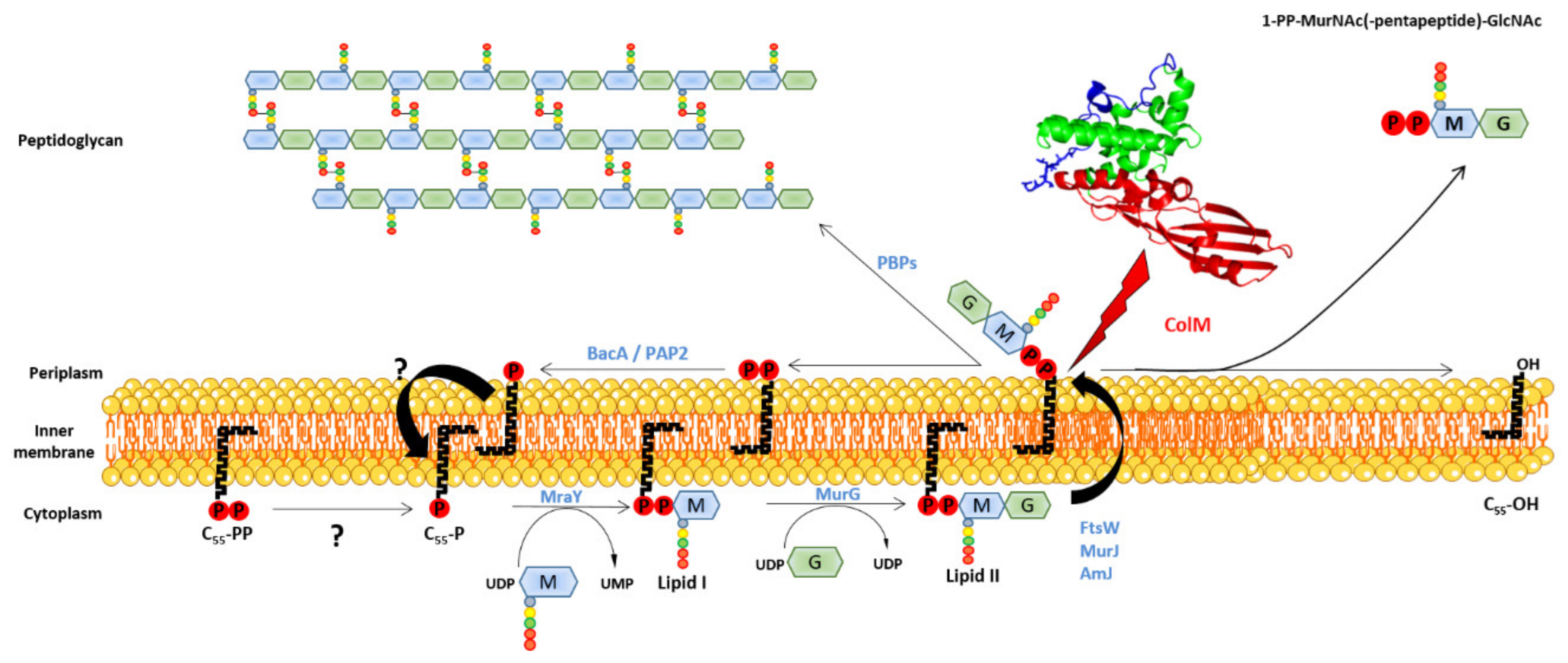 Antibiotics 10 01109 g005 Antibiotics 10 01109 g005