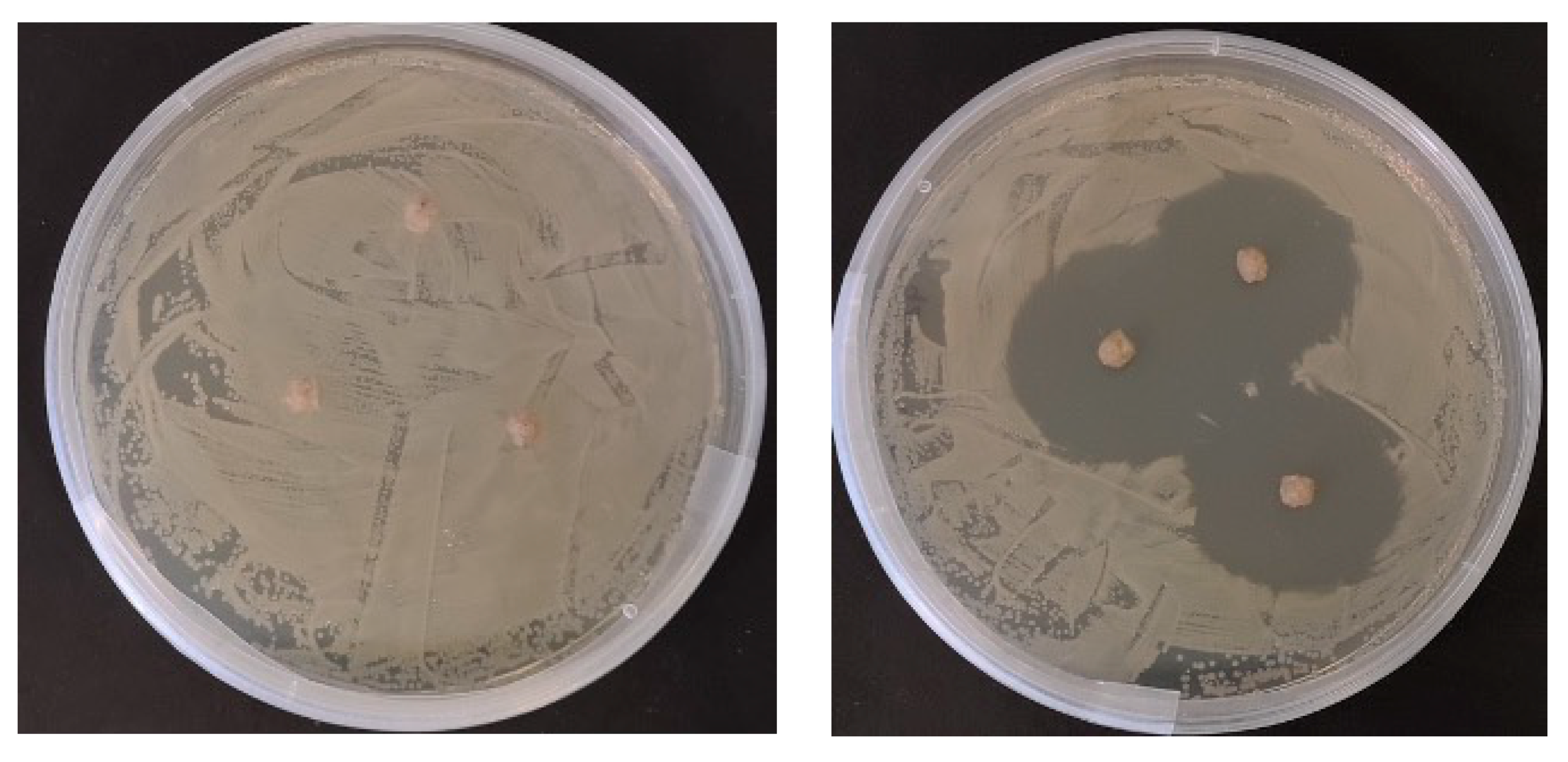 Antibiotics 10 01213 g001