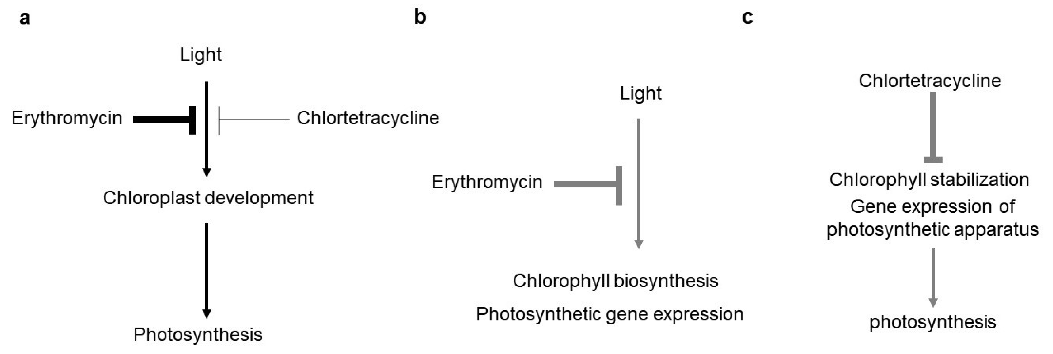 Antibiotics 10 01273 g006