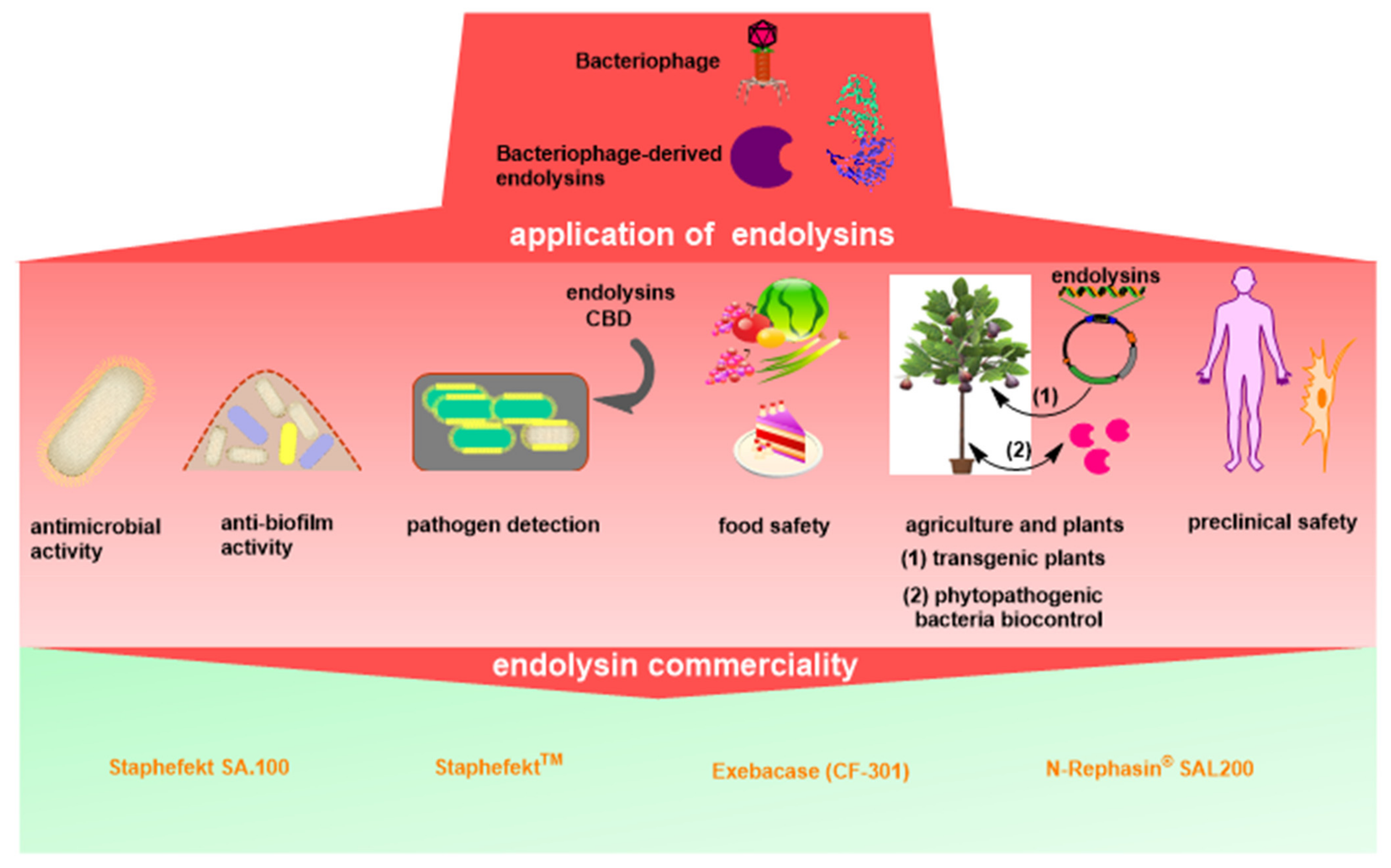 Antibiotics | Free Full-Text | Endolysin, a Promising Solution against  Antimicrobial Resistance