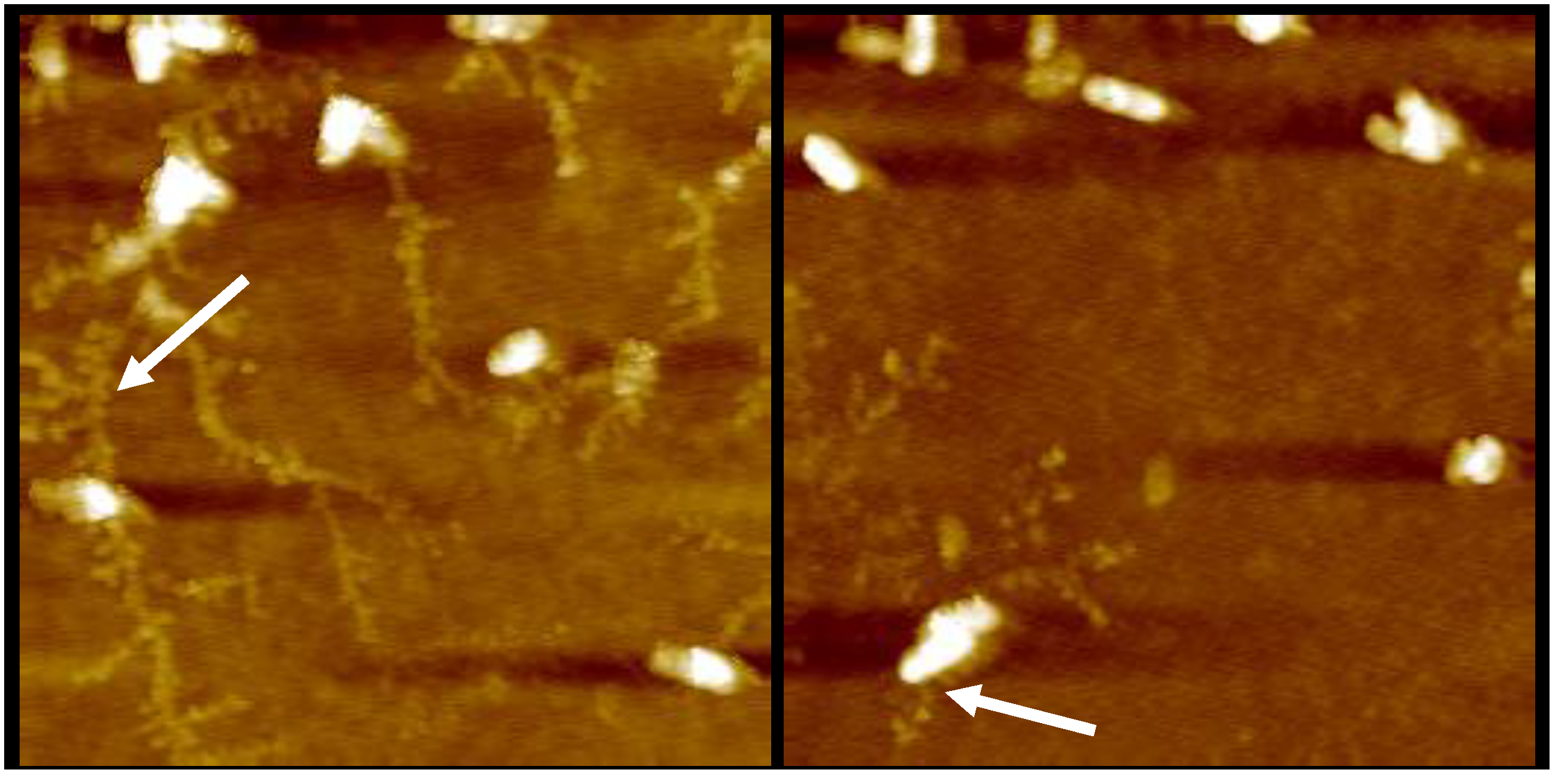 Antibiotics 10 01279 g0a2
