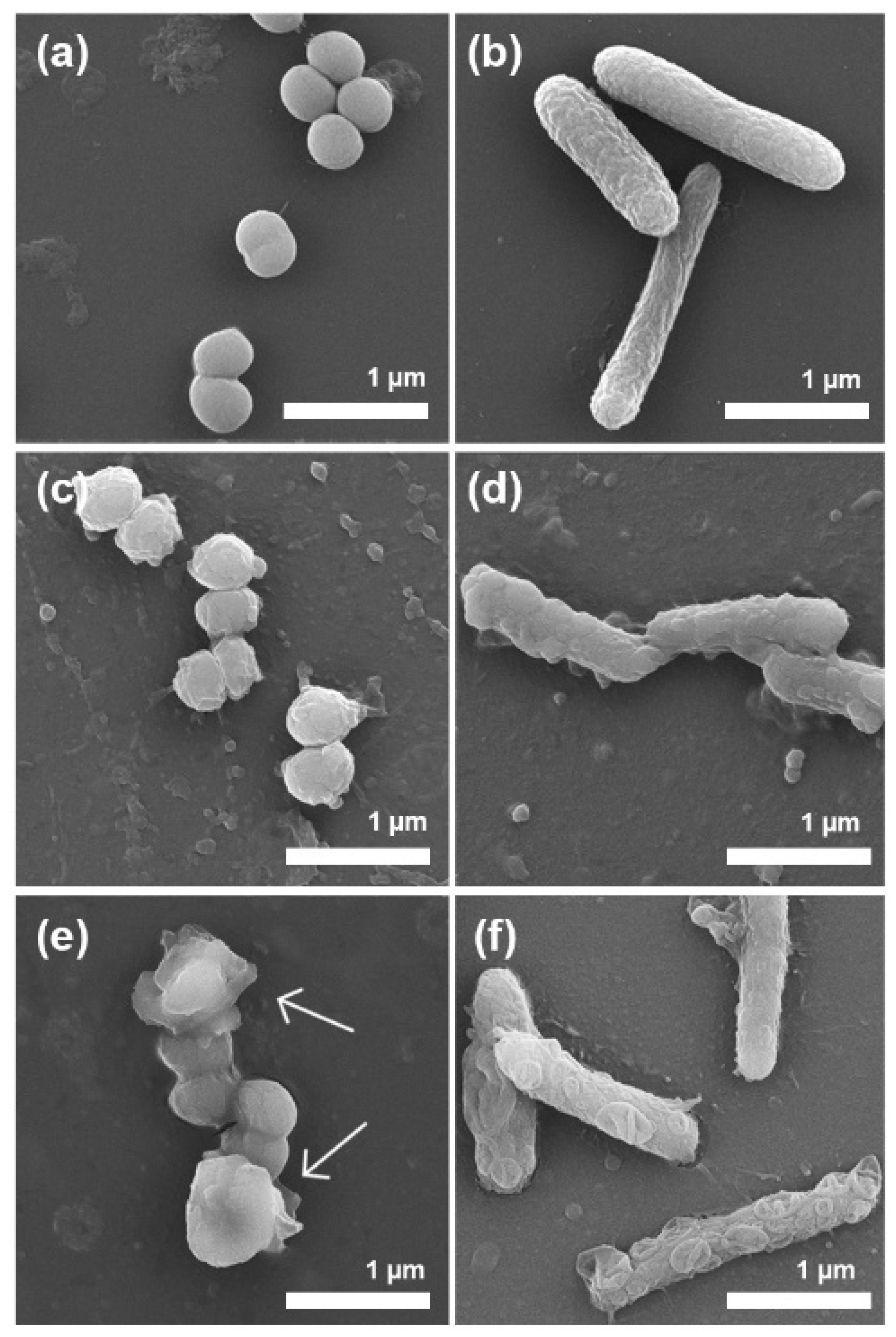 Antibiotics 10 01324 g009