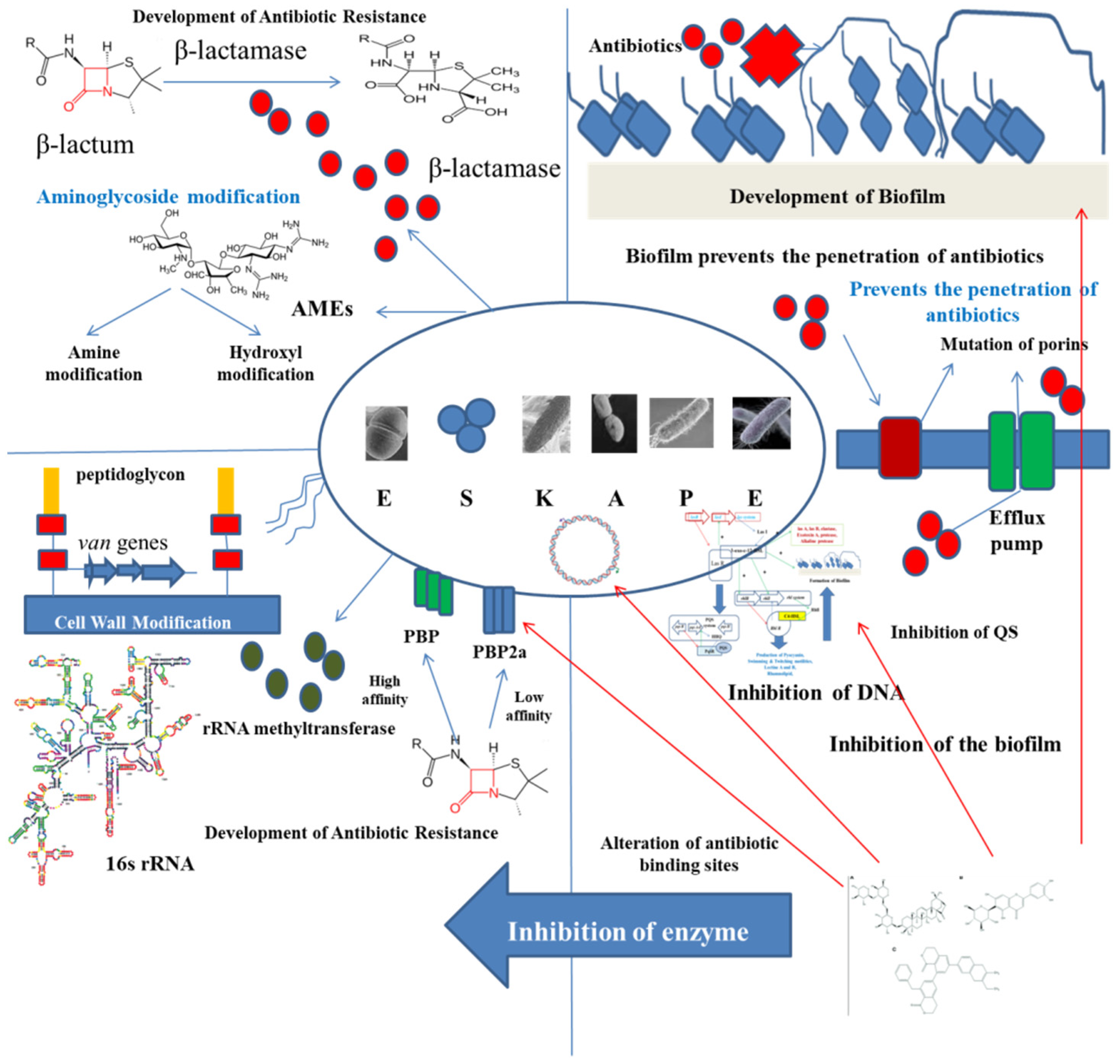 Antibiotics 11 00061 g004