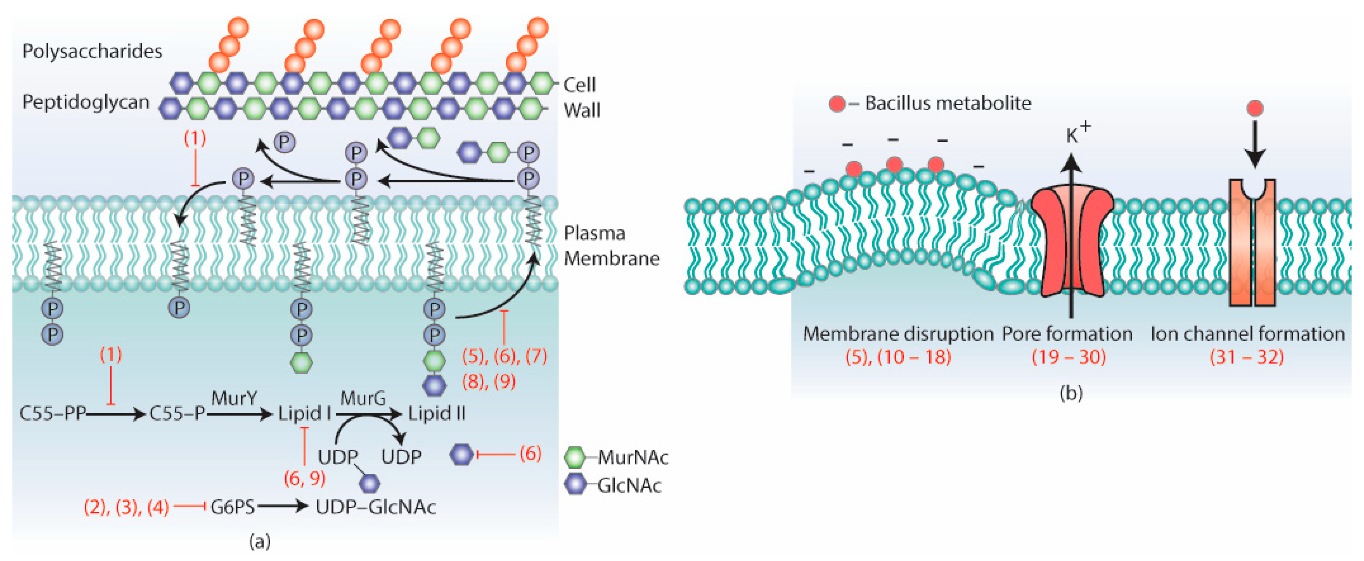 Antibiotics 11 00088 g002 Antibiotics 11 00088 g002