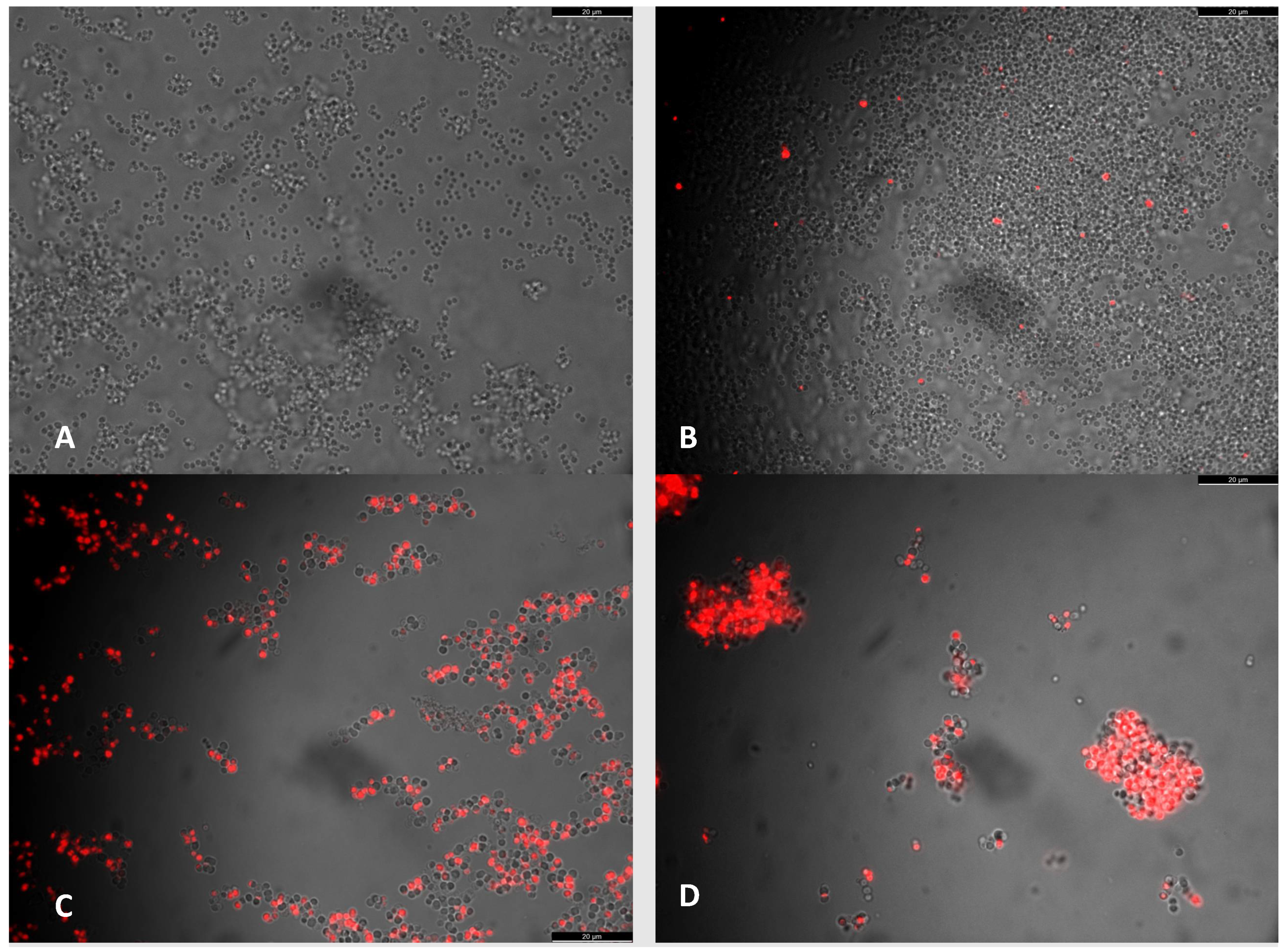 Antibiotics 11 00233 g005