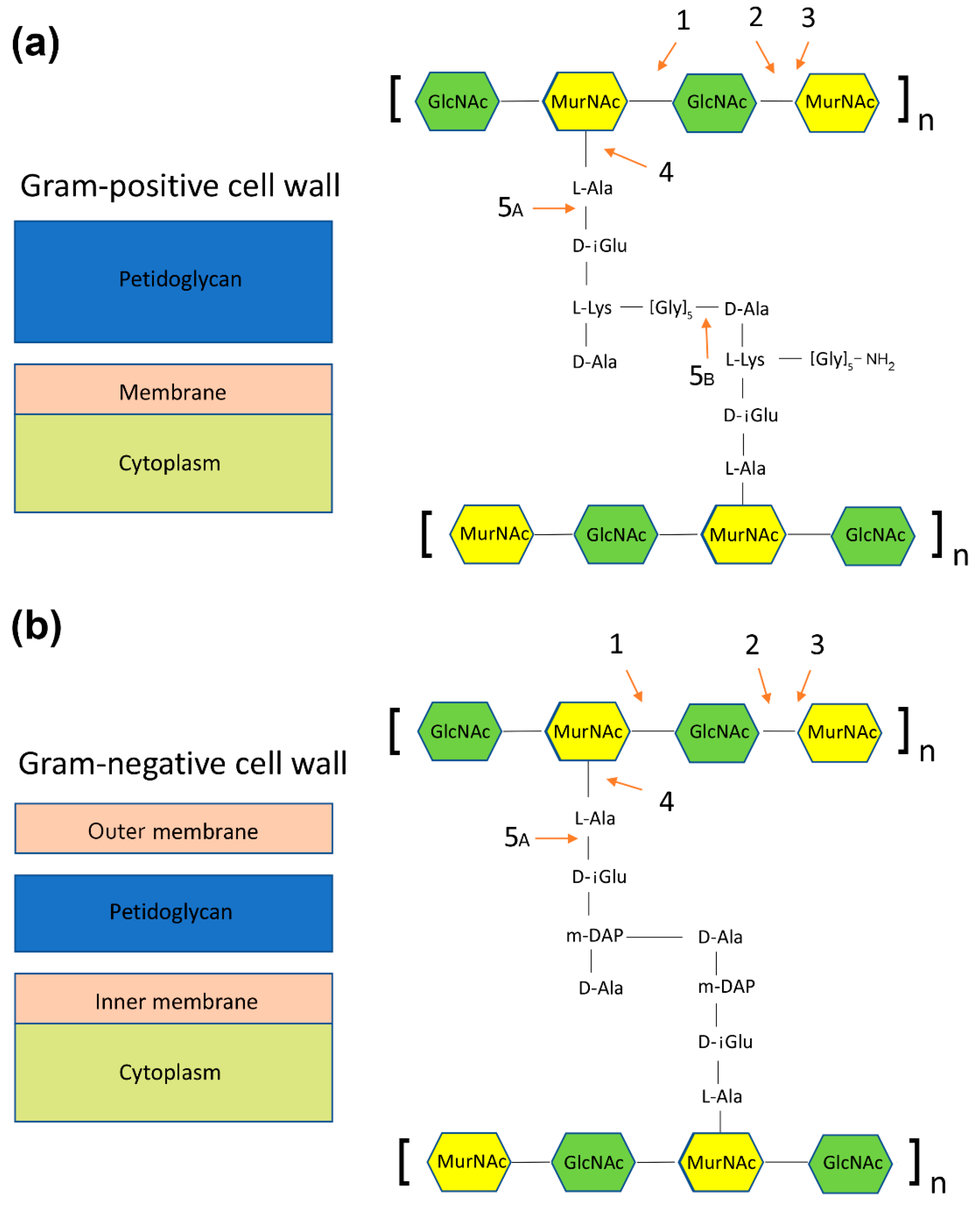 Antibiotics 11 00242 g003