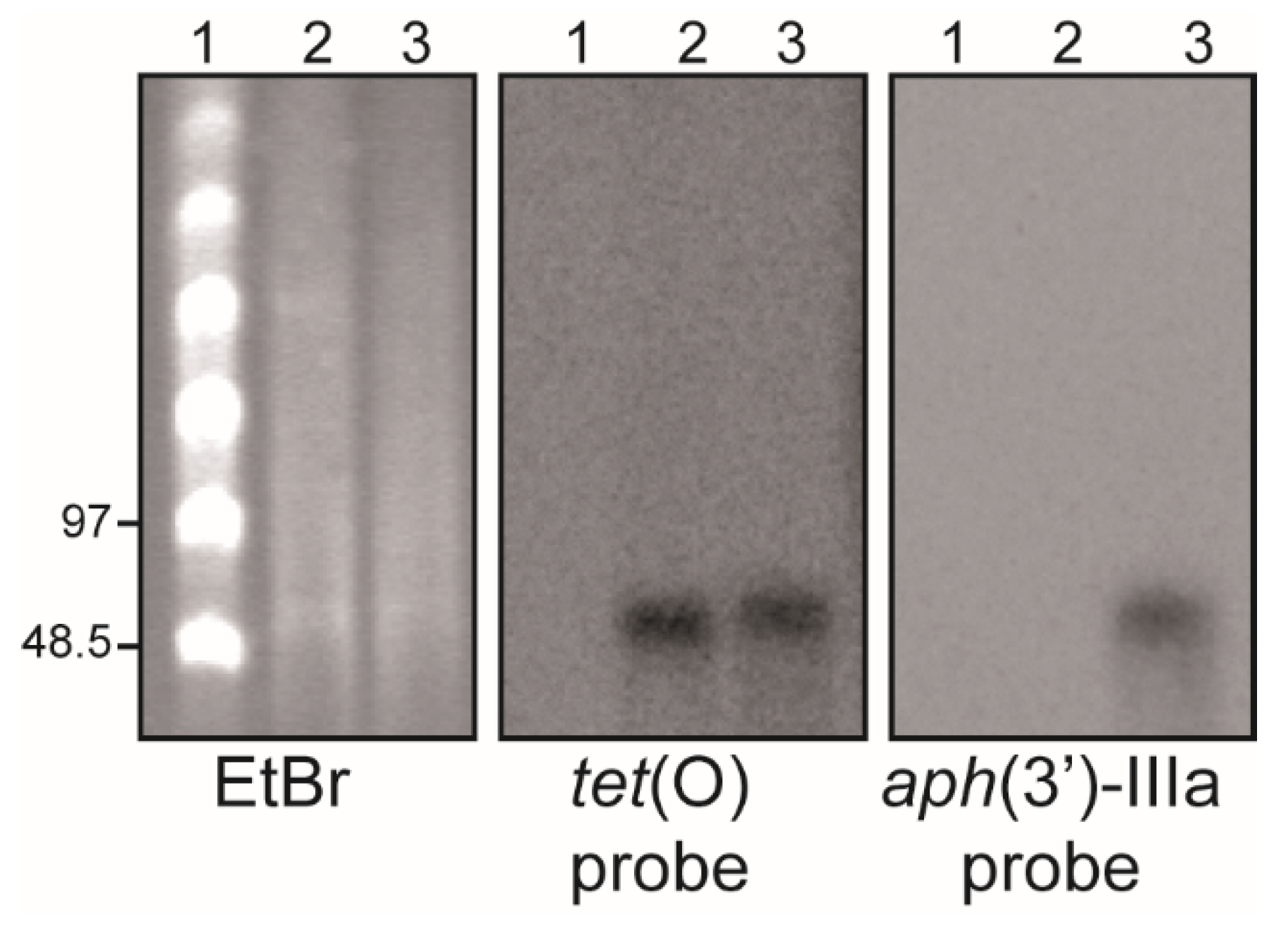 Bacteria carrying a plasmid with an antibiotic resistance gene are important in cloning because