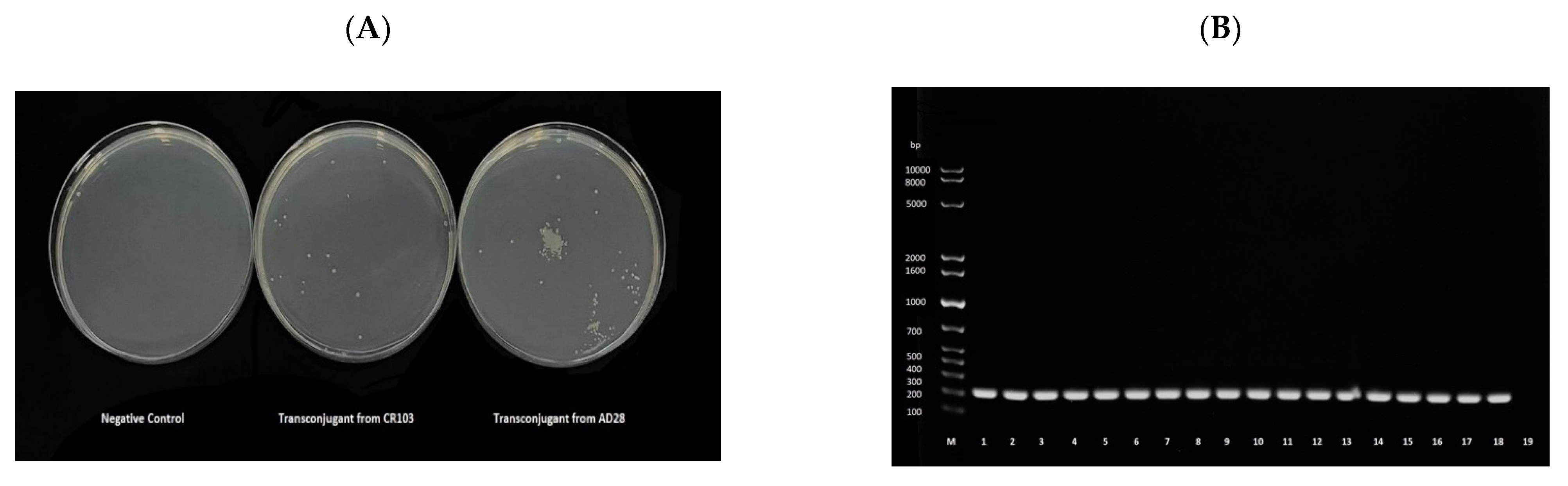 Antibiotics 11 00774 g003 Antibiotics 11 00774 g003