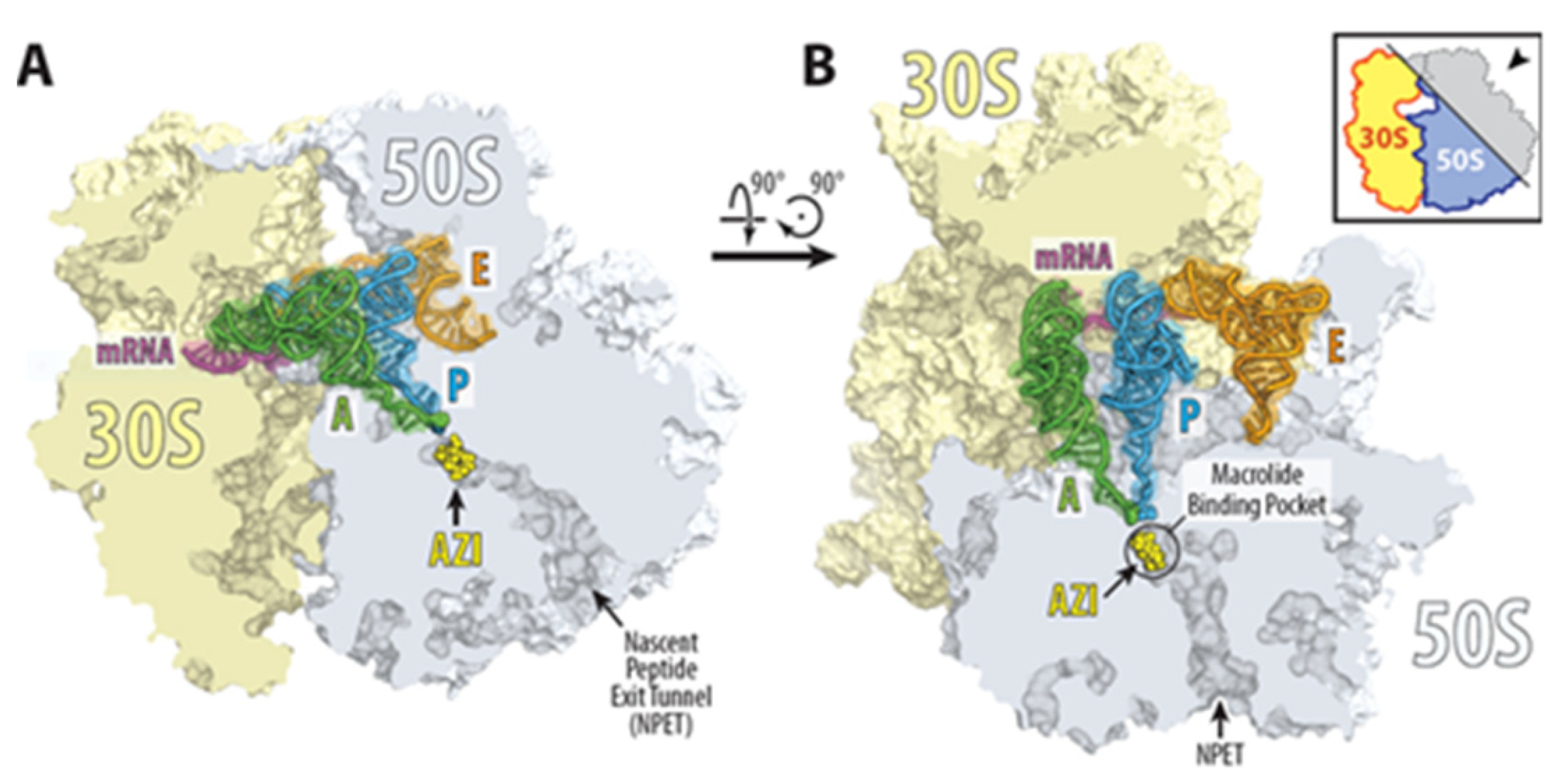 Antibiotics 11 01063 g002